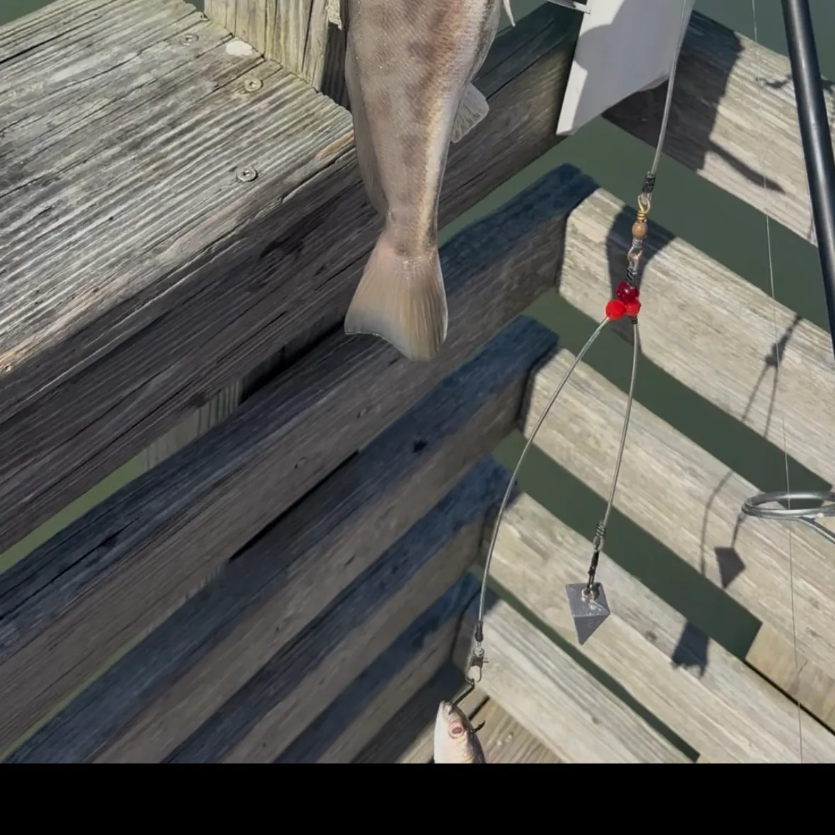 The most recent Southern kingcroaker catches on Fishbrain