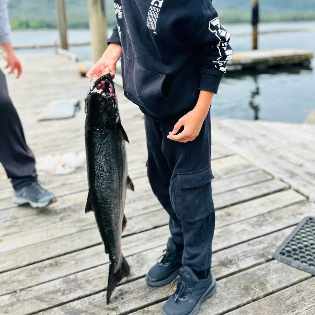 The most recent Atlantic salmon catches on Fishbrain