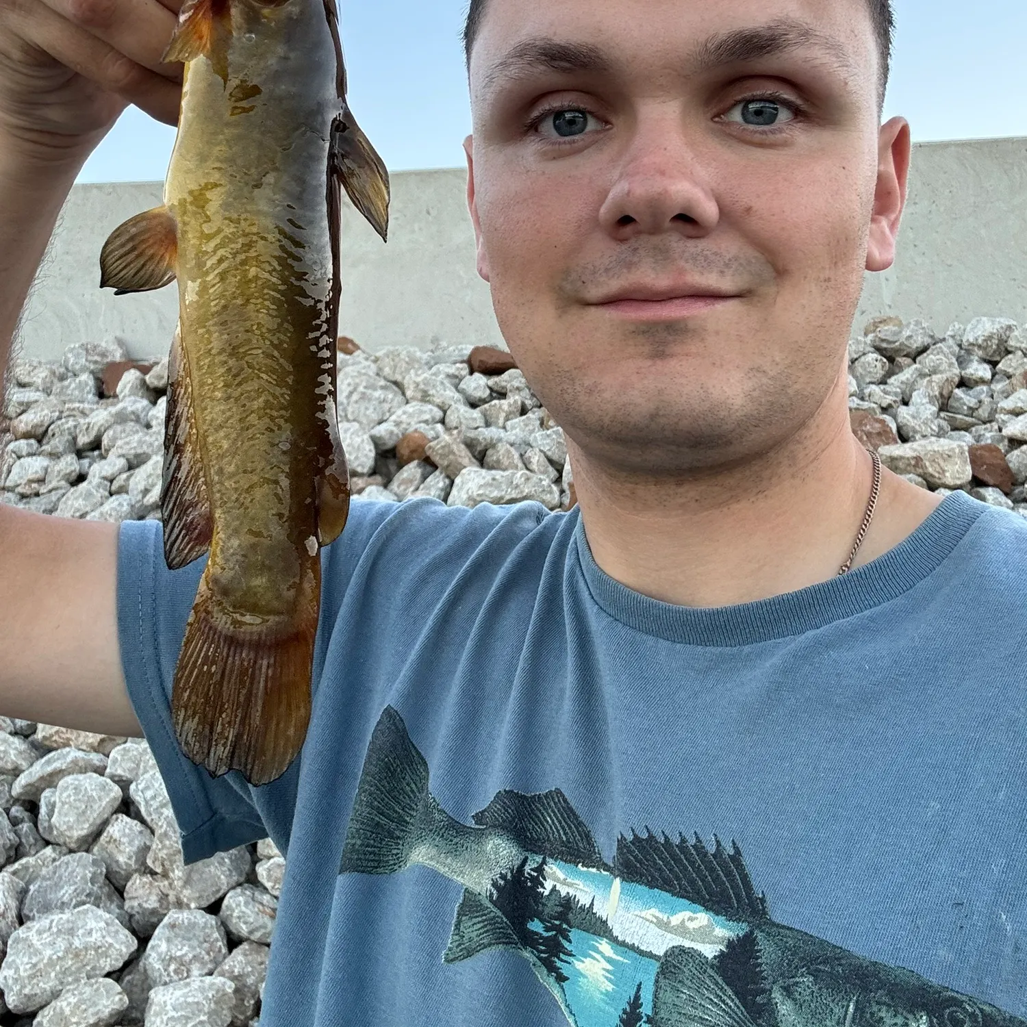 Yellow bullhead caught on Fishbrain