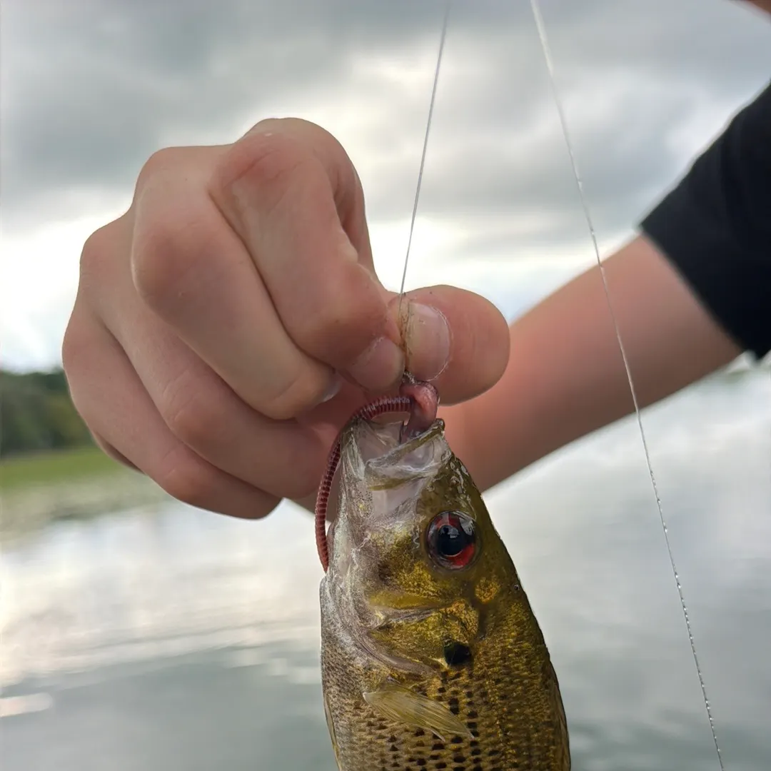 Rock bass caught on Fishbrain