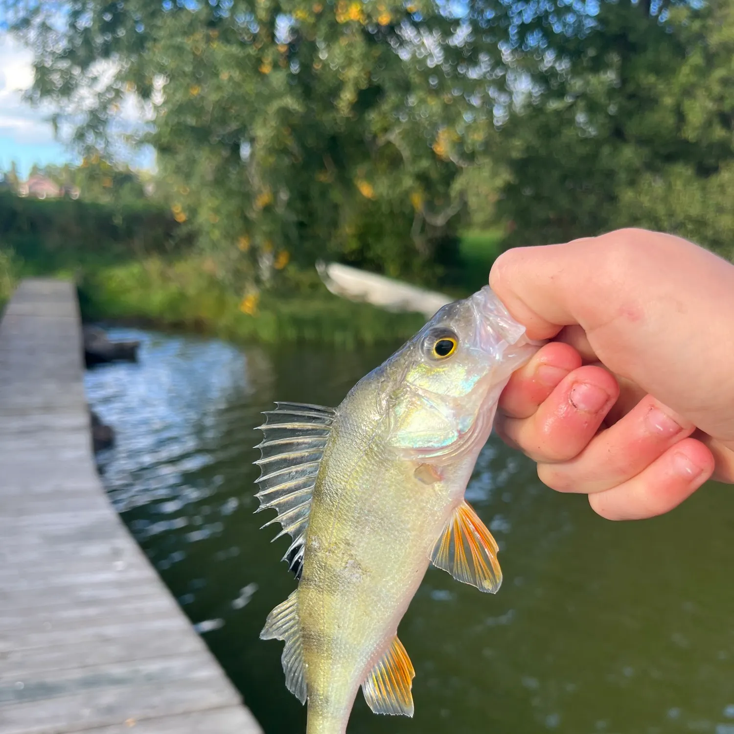 European perch caught on Fishbrain