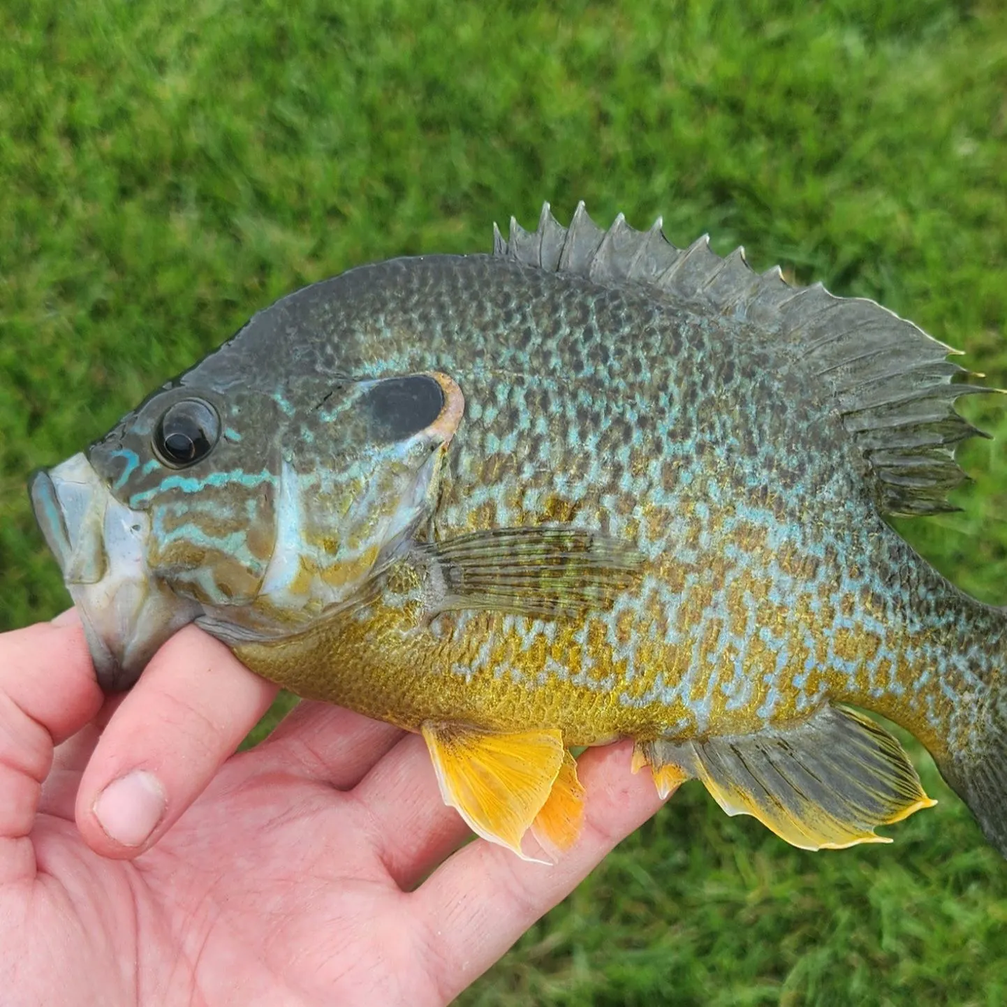 The most recent Pumpkinseed x green sunfish catches on Fishbrain