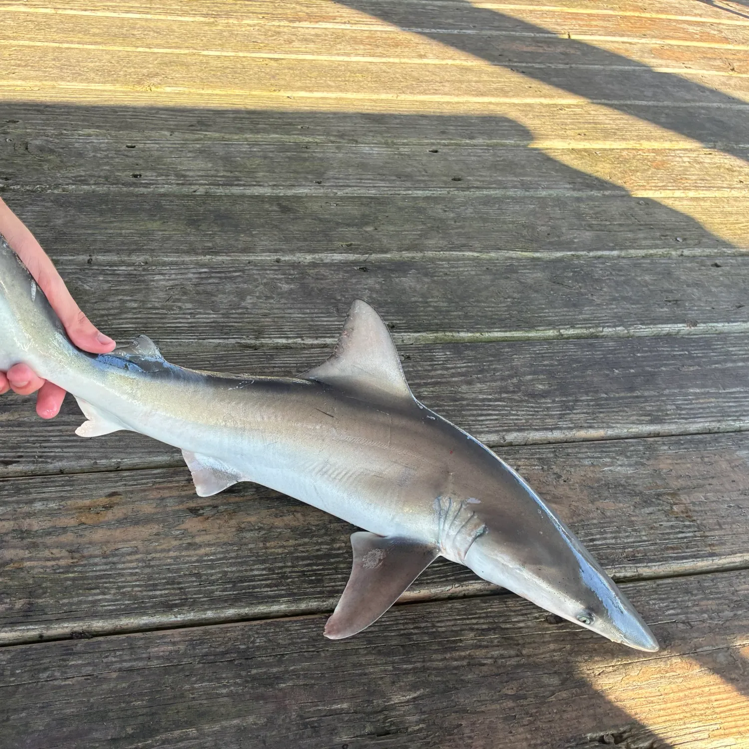 The most recent Finetooth shark catches on Fishbrain