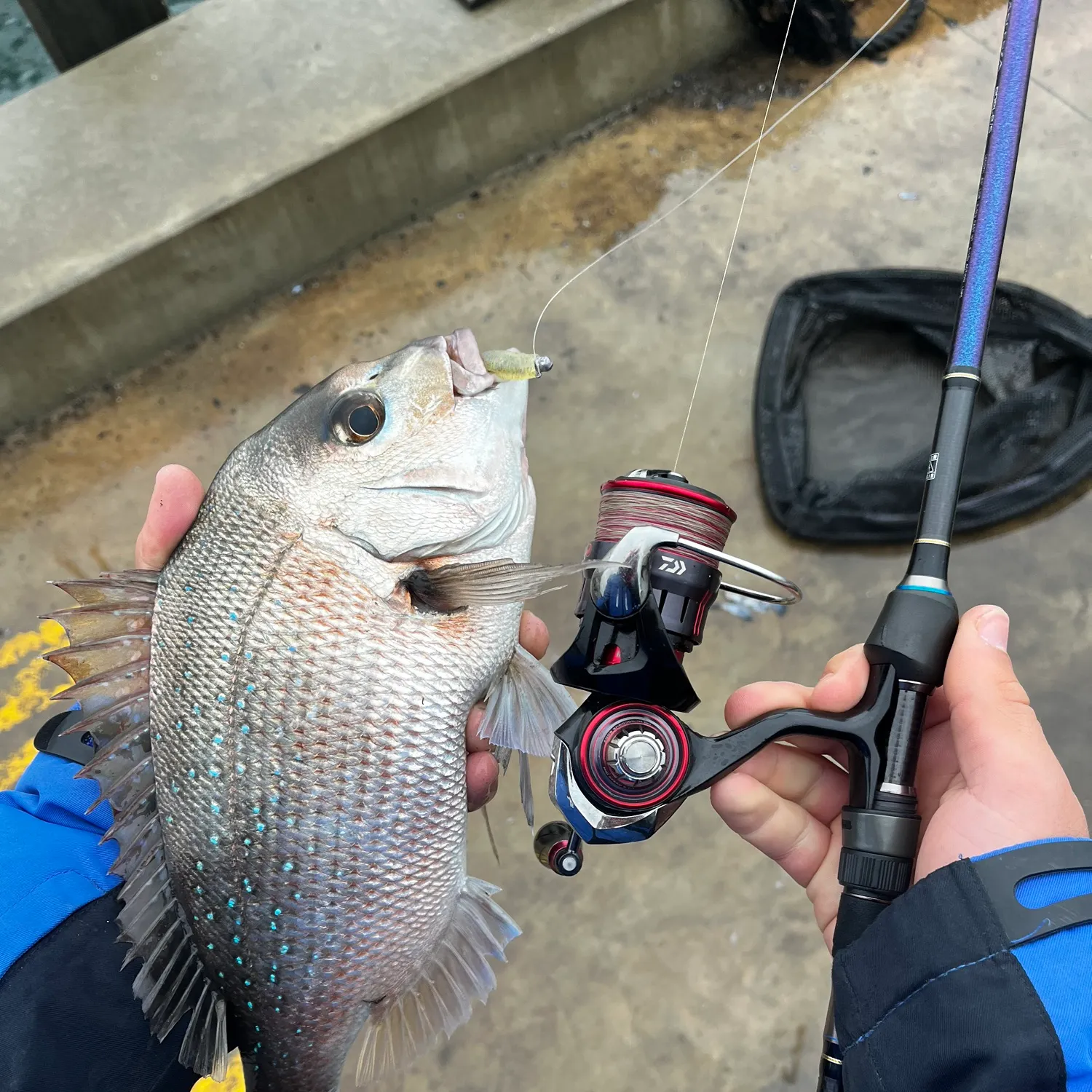Australasian snapper caught on Fishbrain