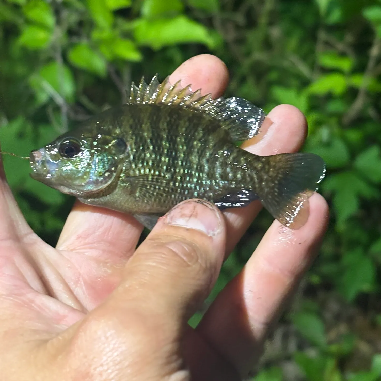 The most recent Bantam sunfish catches on Fishbrain