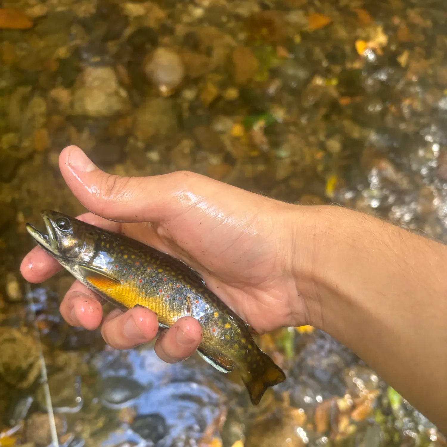 Brook trout caught on Fishbrain