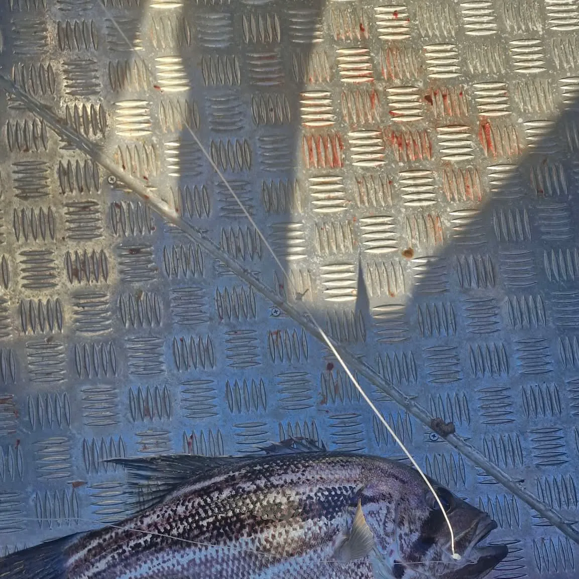 The most recent Westralian jewfish catches on Fishbrain