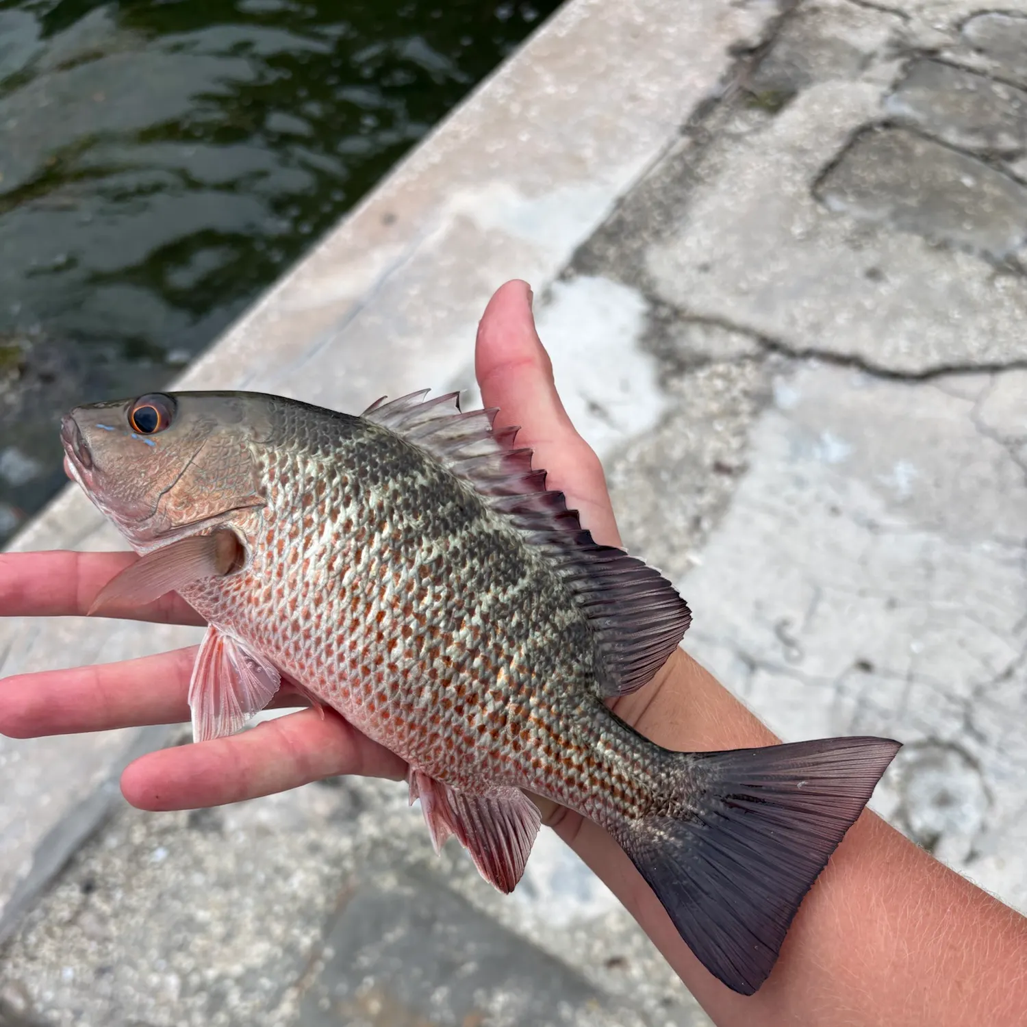 Mangrove snapper caught on Fishbrain