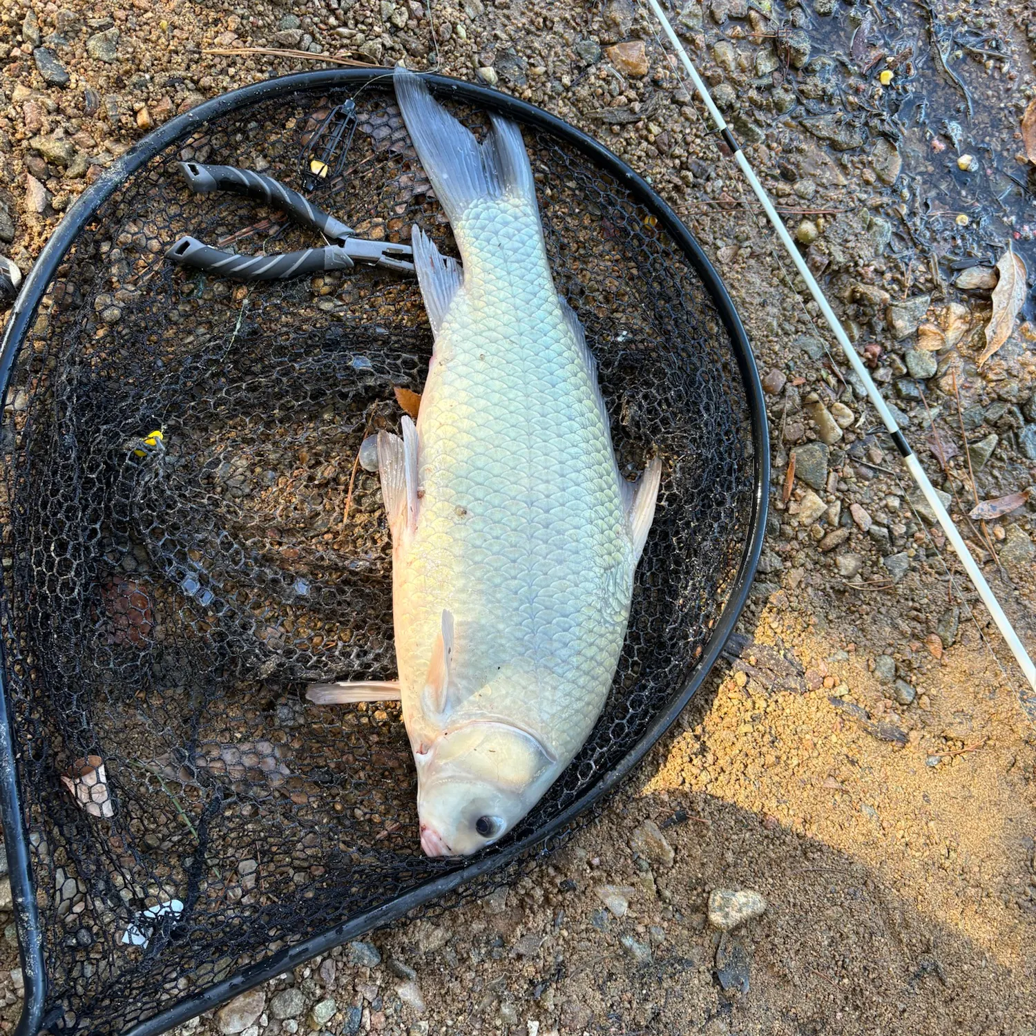 Smallmouth buffalo caught on Fishbrain