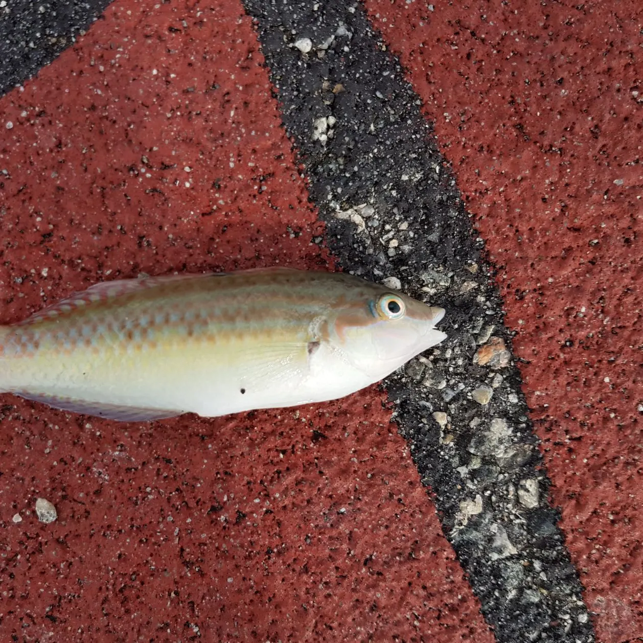The most recent Bubblefin wrasse catches on Fishbrain