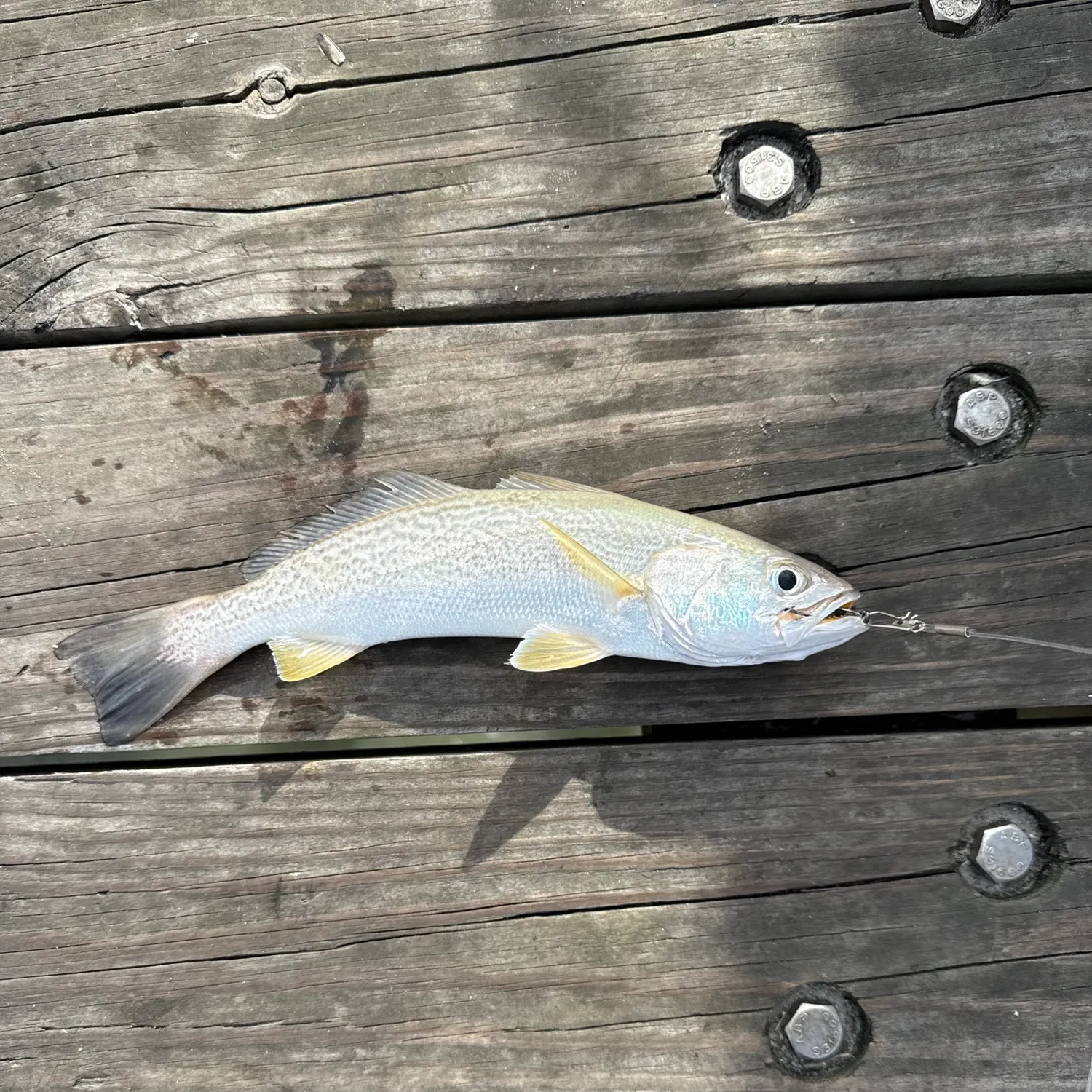 The most recent Gray weakfish catches on Fishbrain