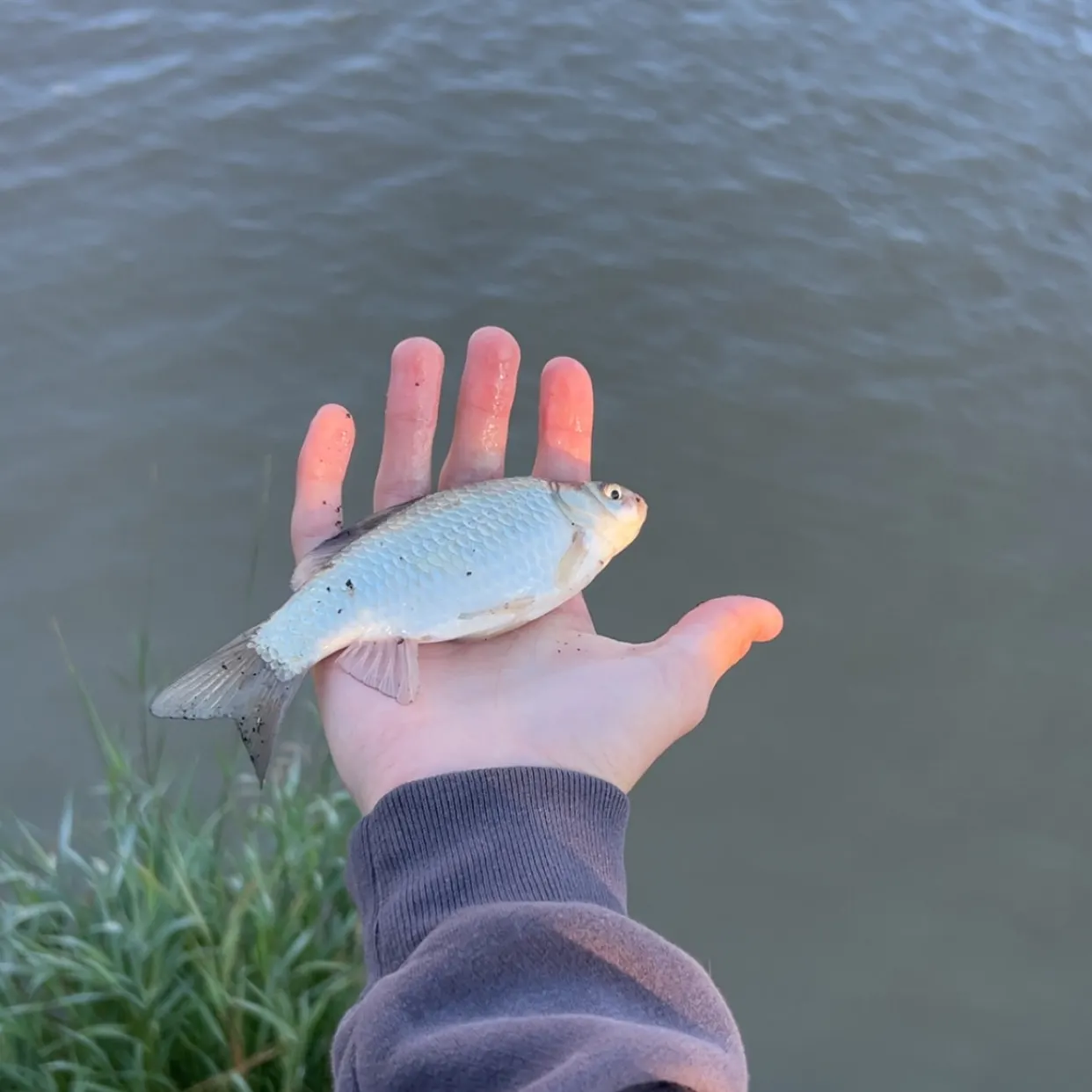 Common carp caught on Fishbrain
