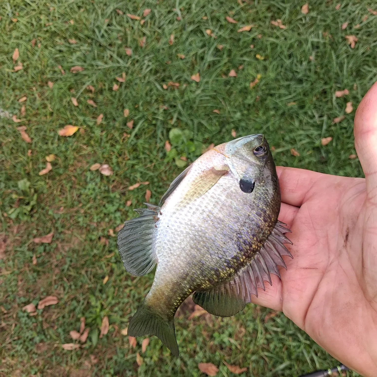 Freshwater drum caught on Fishbrain