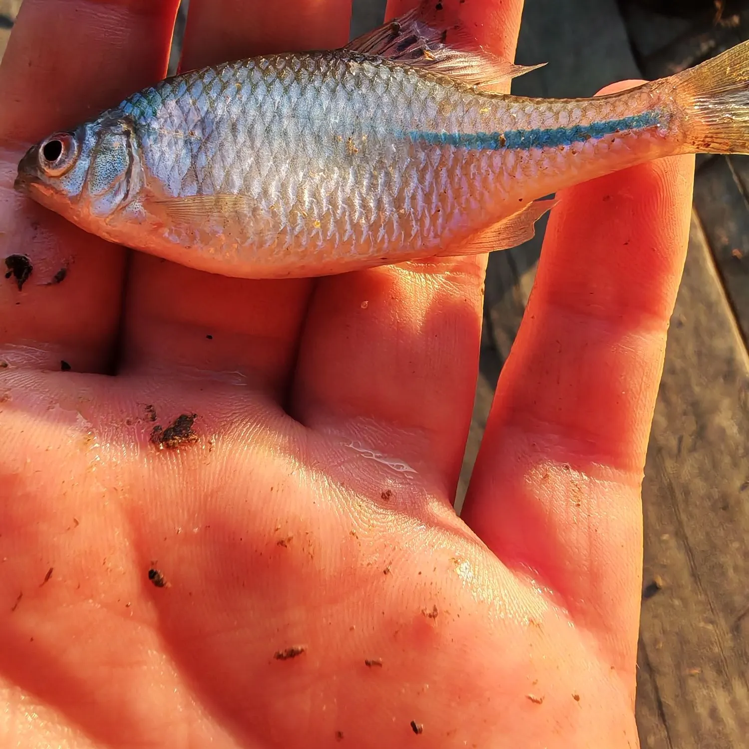 The most recent European bitterling catches on Fishbrain