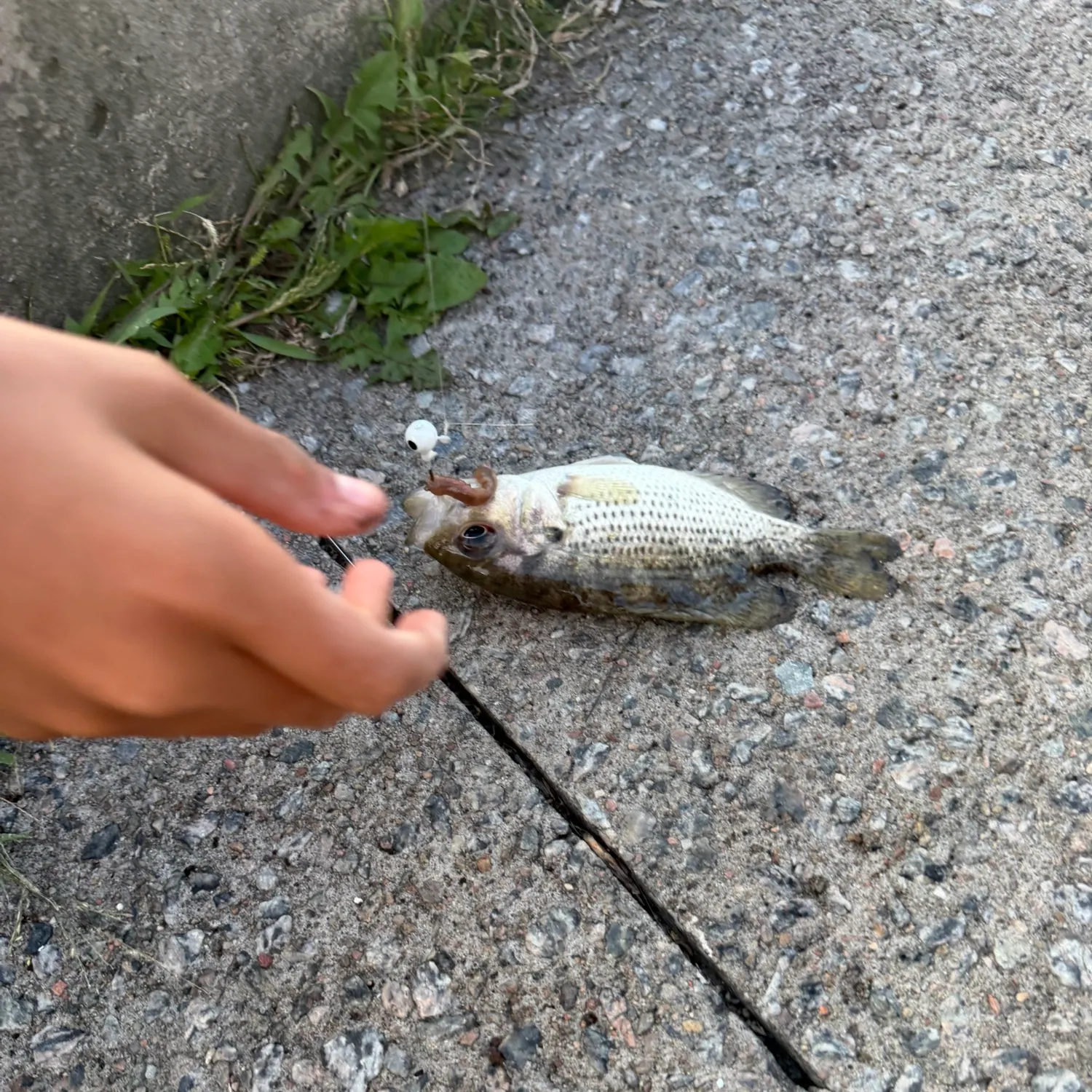 Rock bass caught on Fishbrain