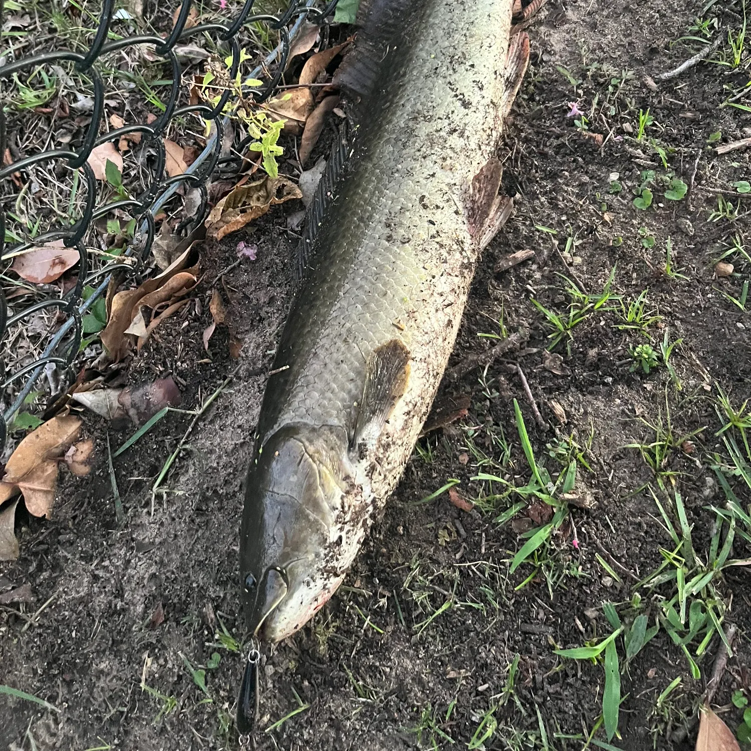 The most recent Ruddy bowfin catches on Fishbrain
