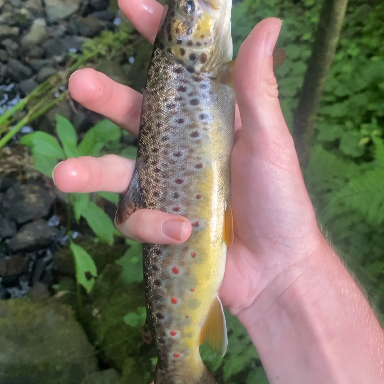 Brown trout caught on Fishbrain
