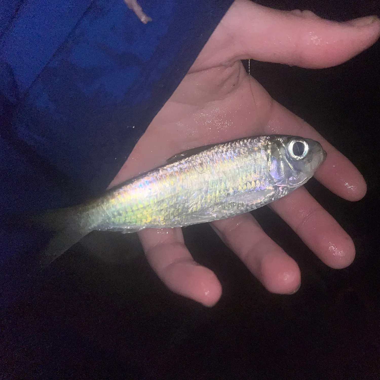 The most recent Scaled herring catches on Fishbrain