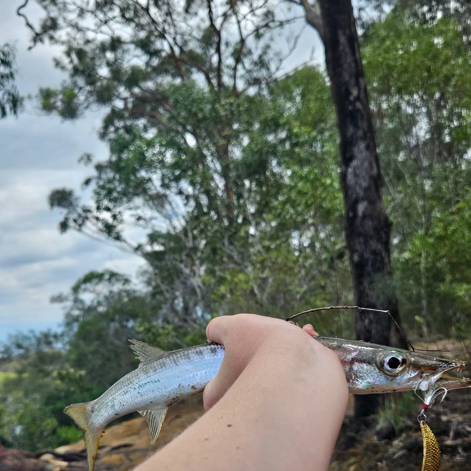 The most recent Pickhandle barracuda catches on Fishbrain