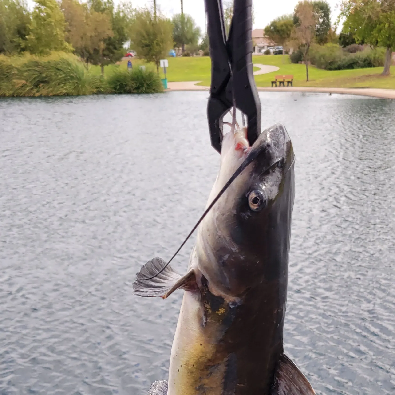 catch
