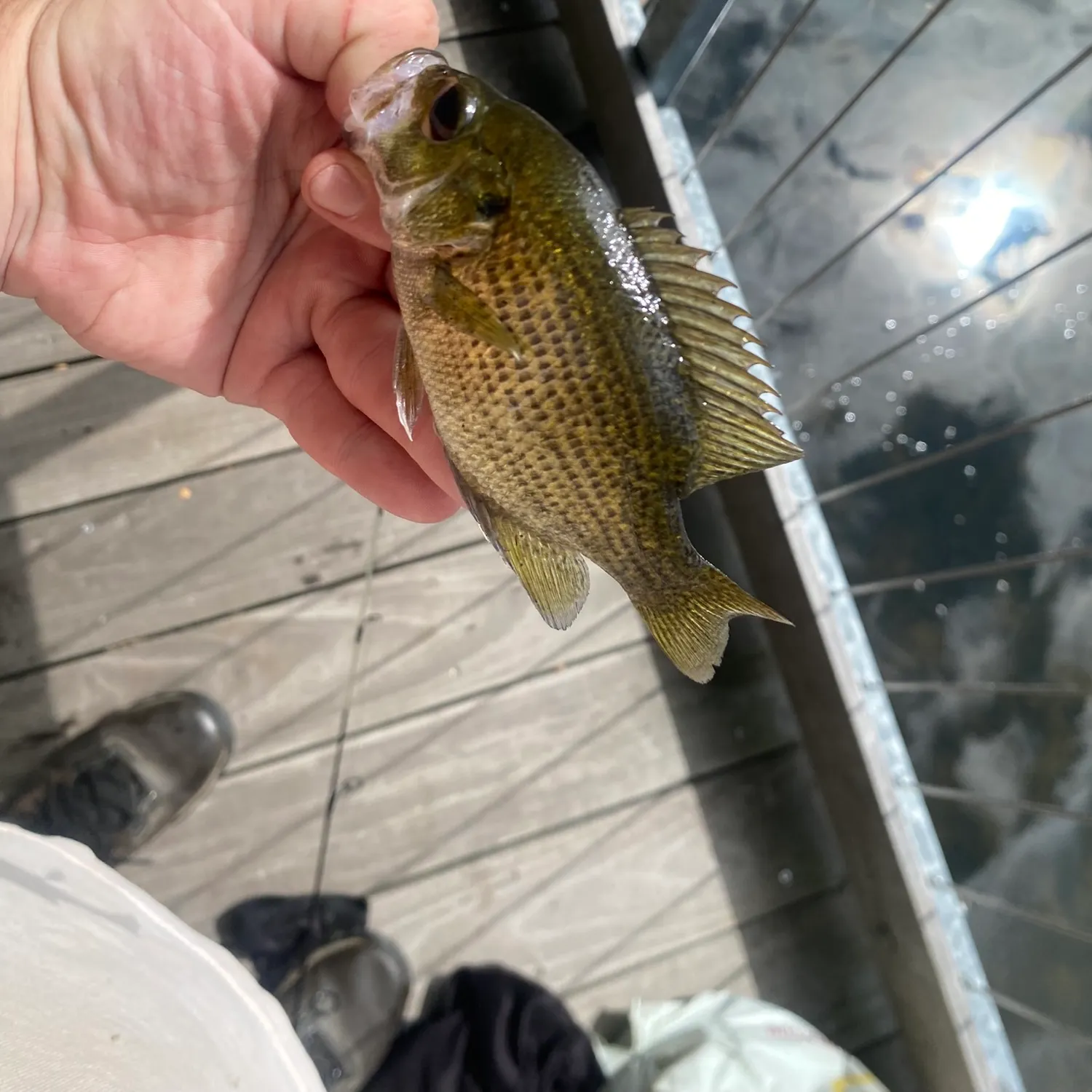 Rock bass caught on Fishbrain