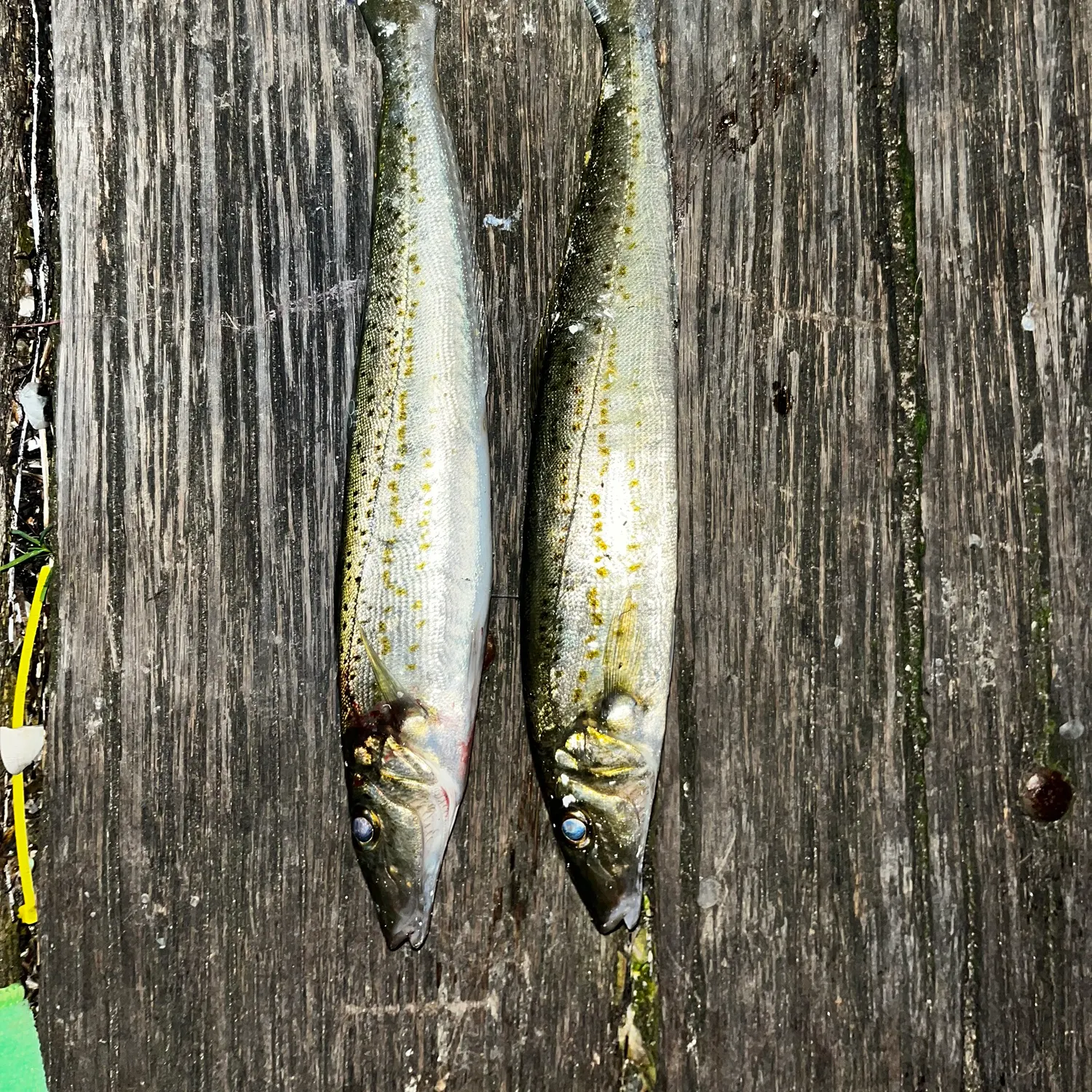 The most recent King George whiting catches on Fishbrain