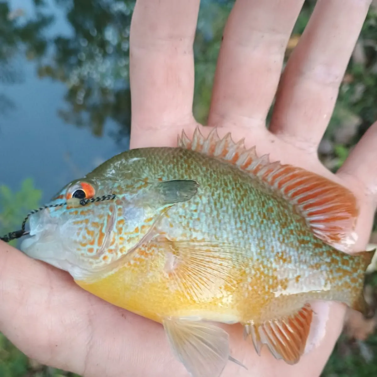 Longear sunfish caught on Fishbrain