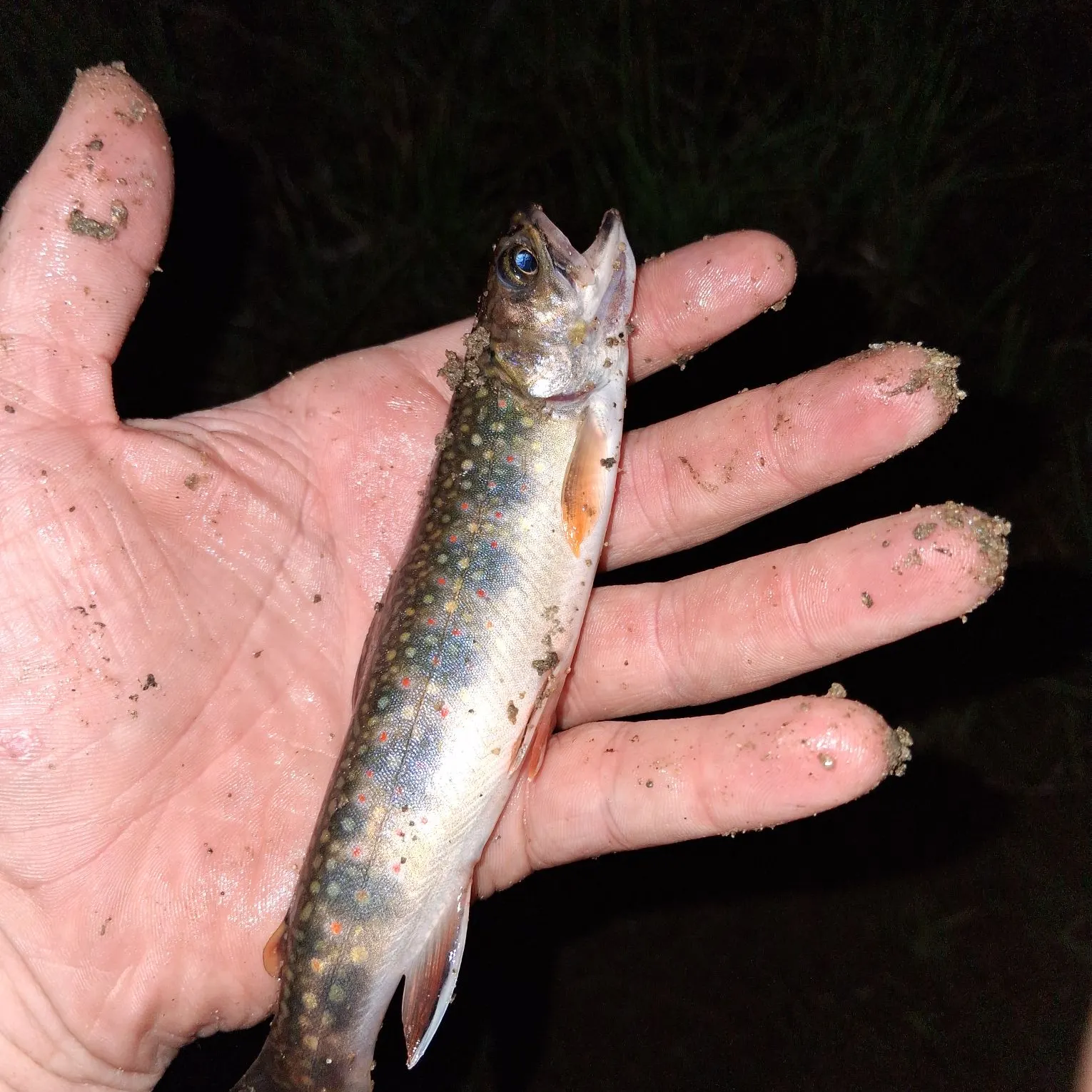 Brook trout caught on Fishbrain