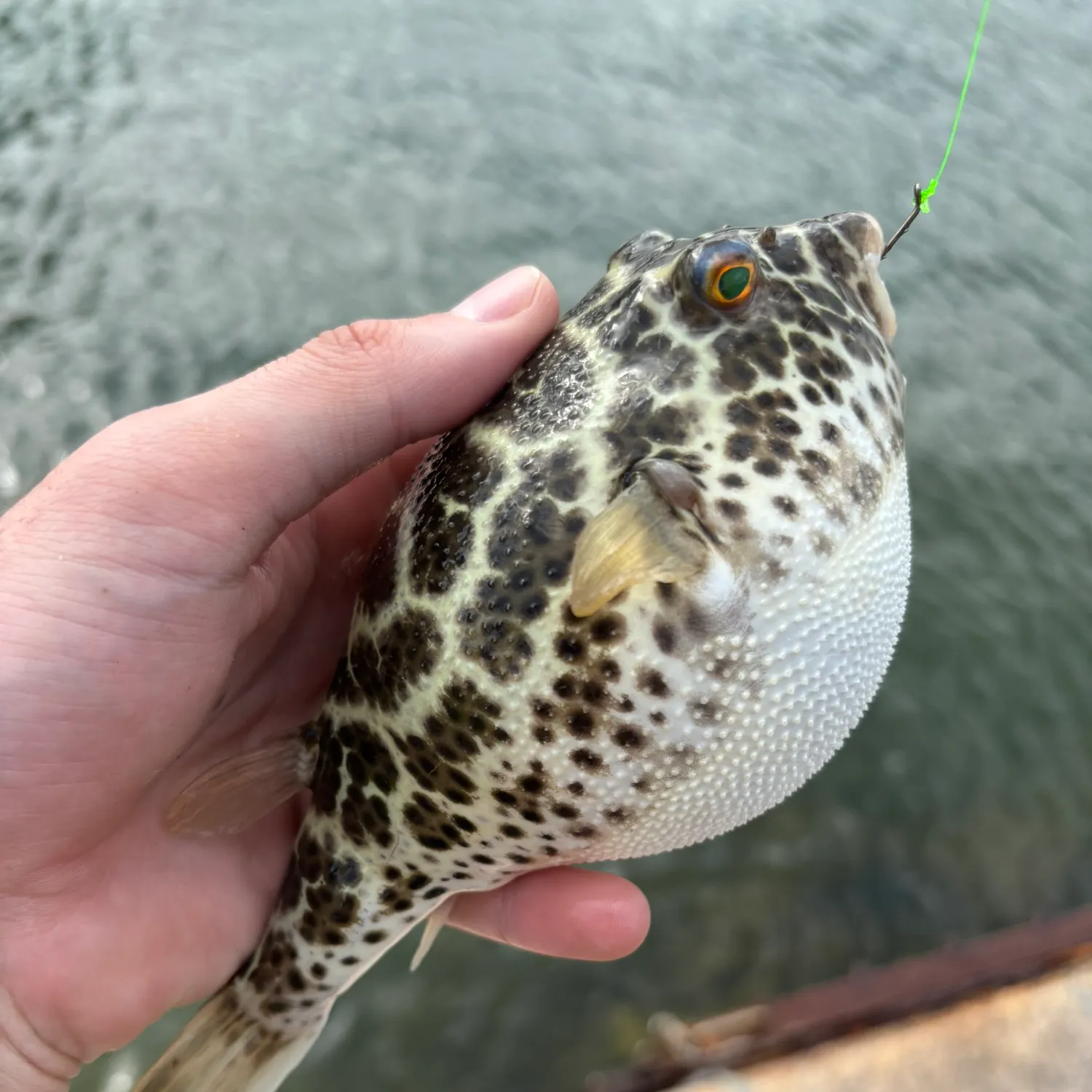 The most popular recent Checkered puffer catch on Fishbrain