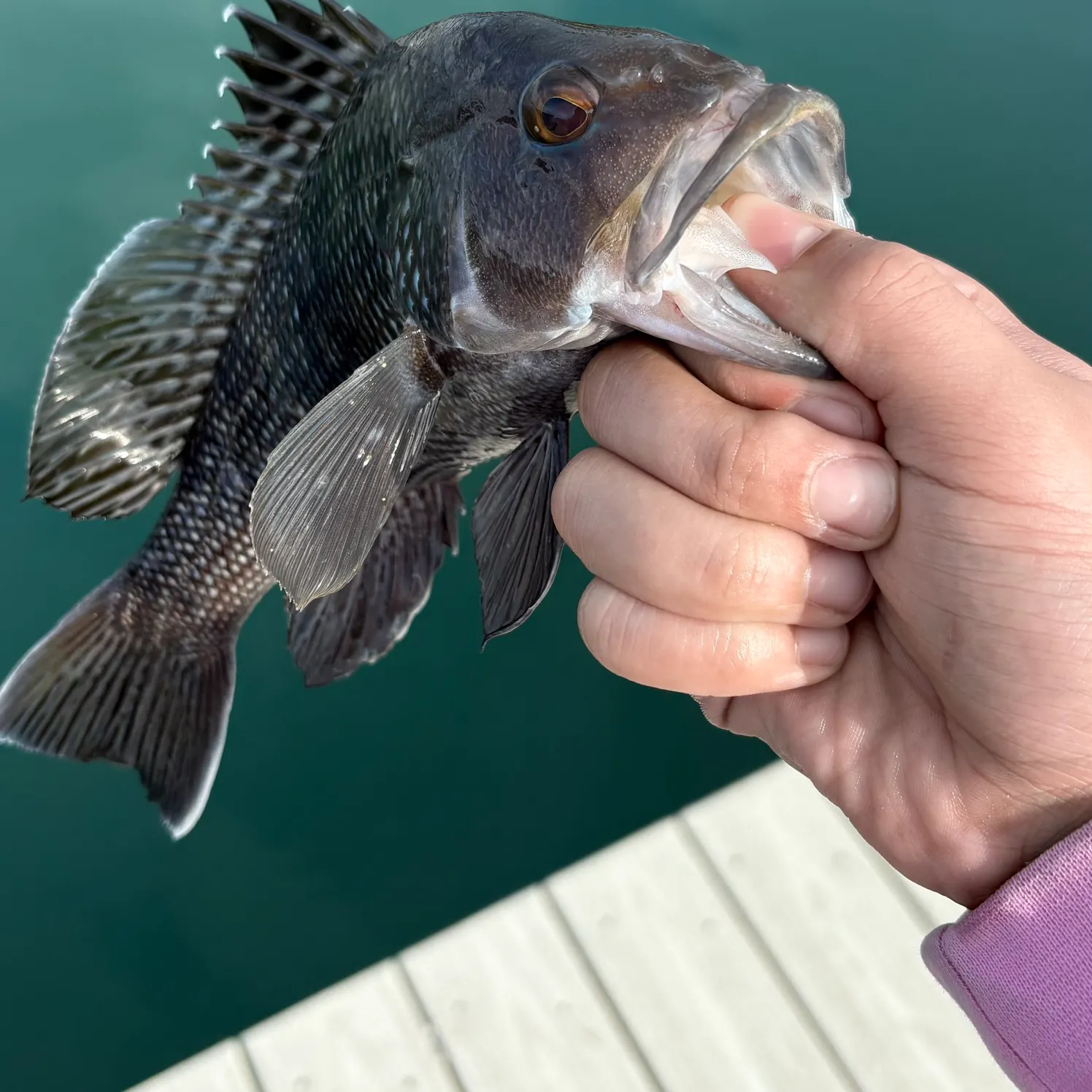 The most recent Black sea bass catches on Fishbrain