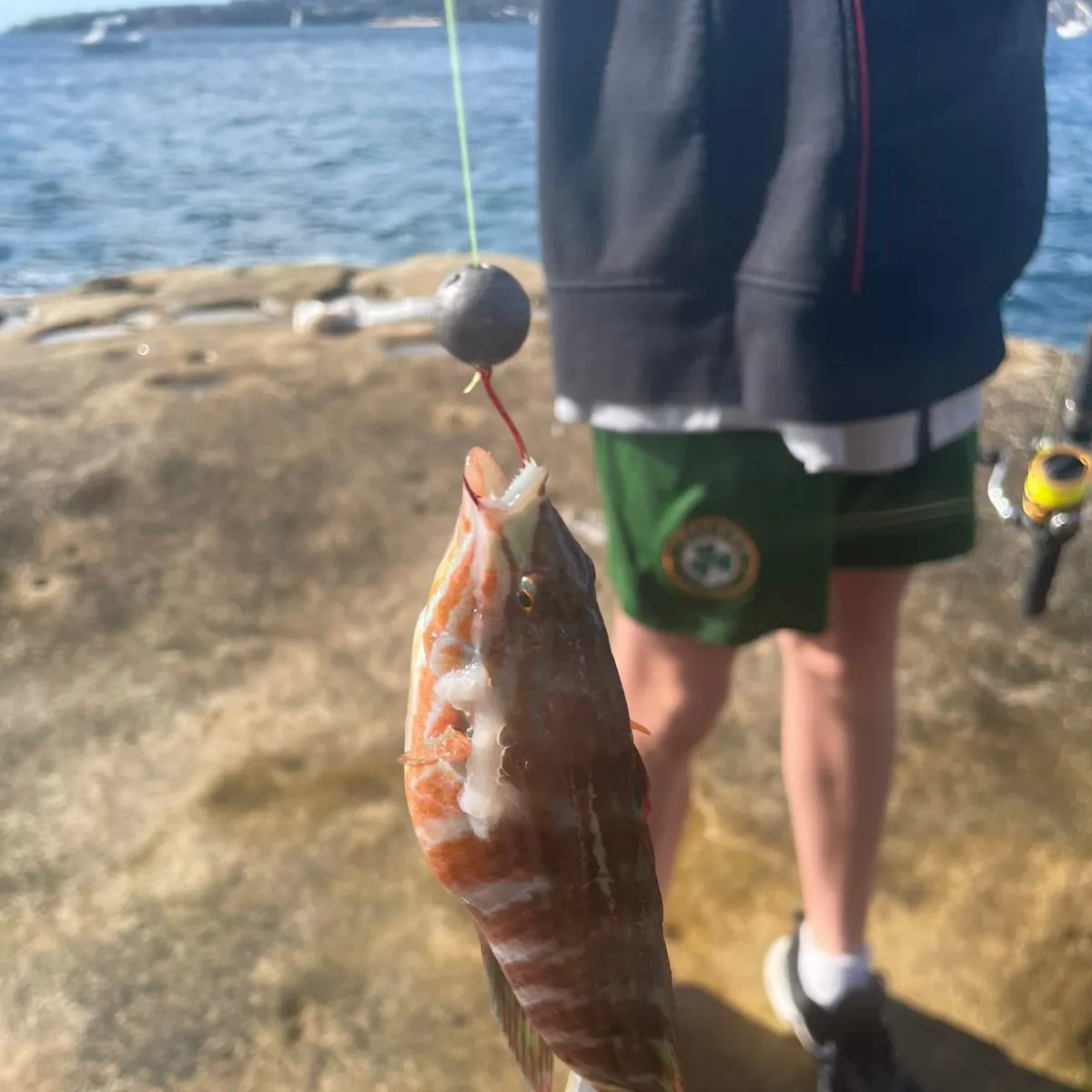 The most recent Sydney cardinalfish catches on Fishbrain