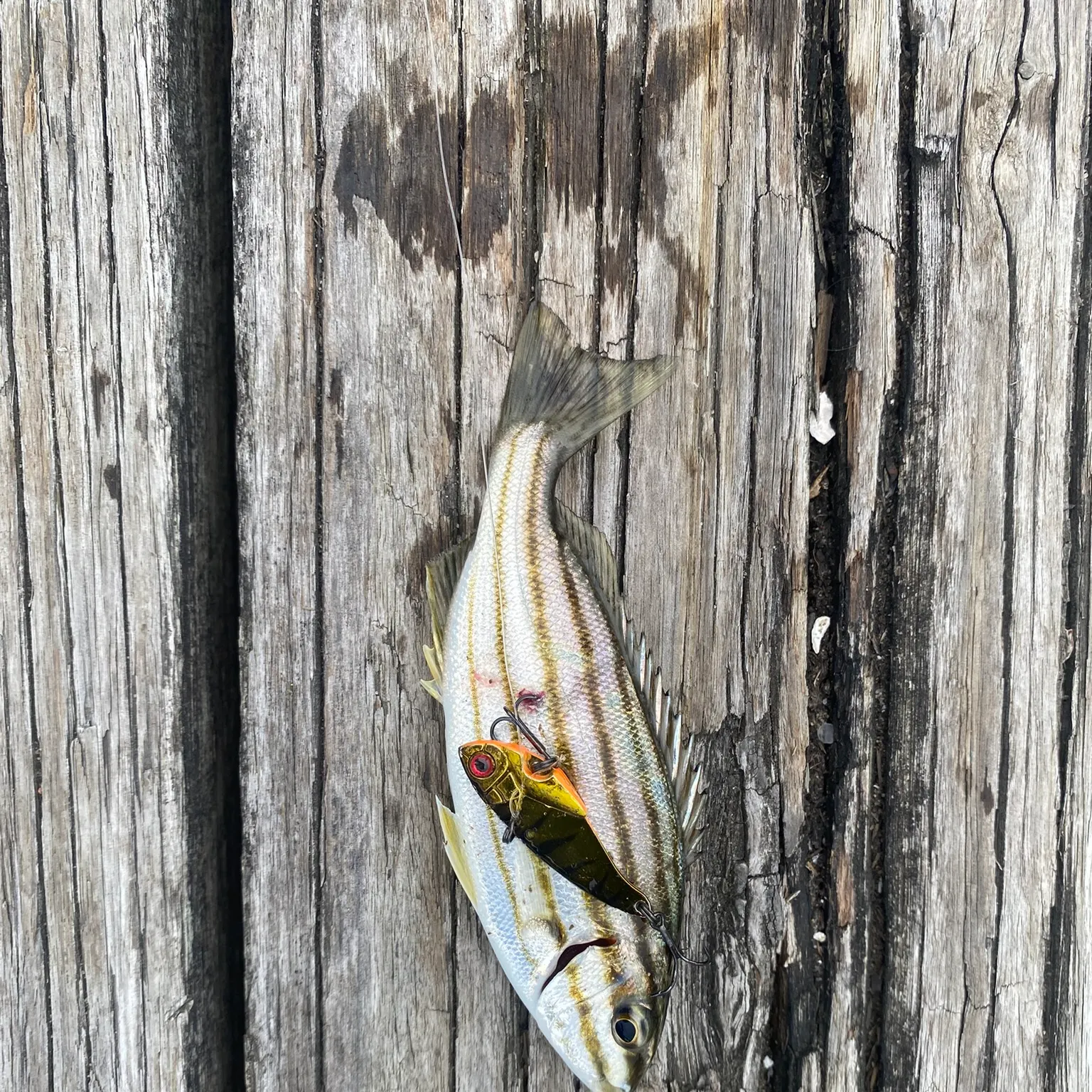 The most recent Spanish flag snapper catches on Fishbrain