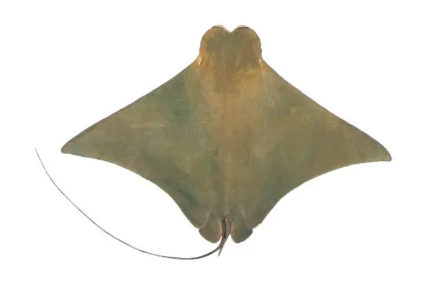 Flapnose ray