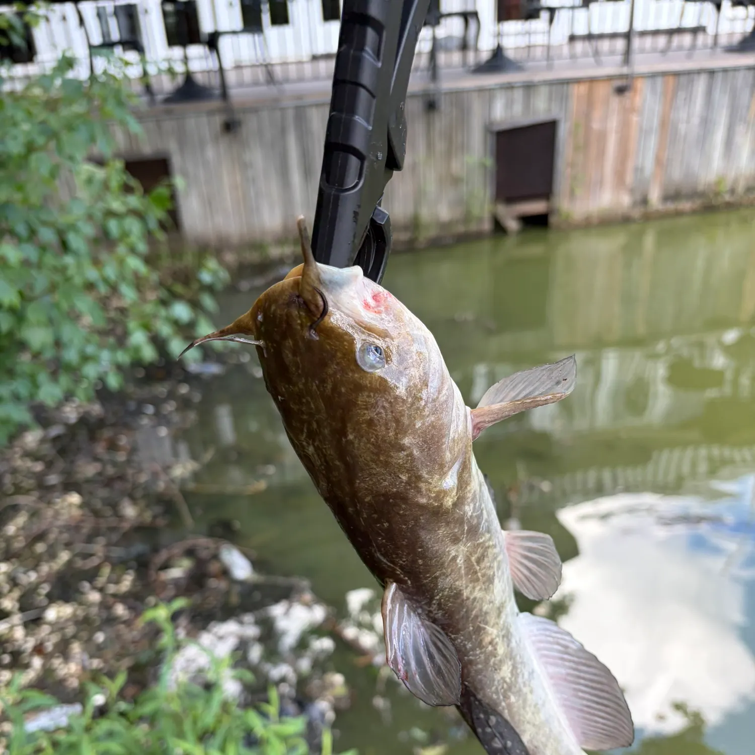 catch