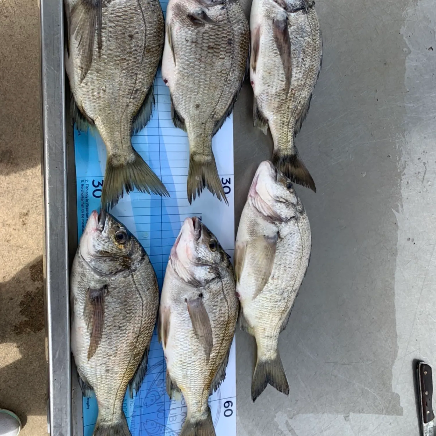 recently logged catches