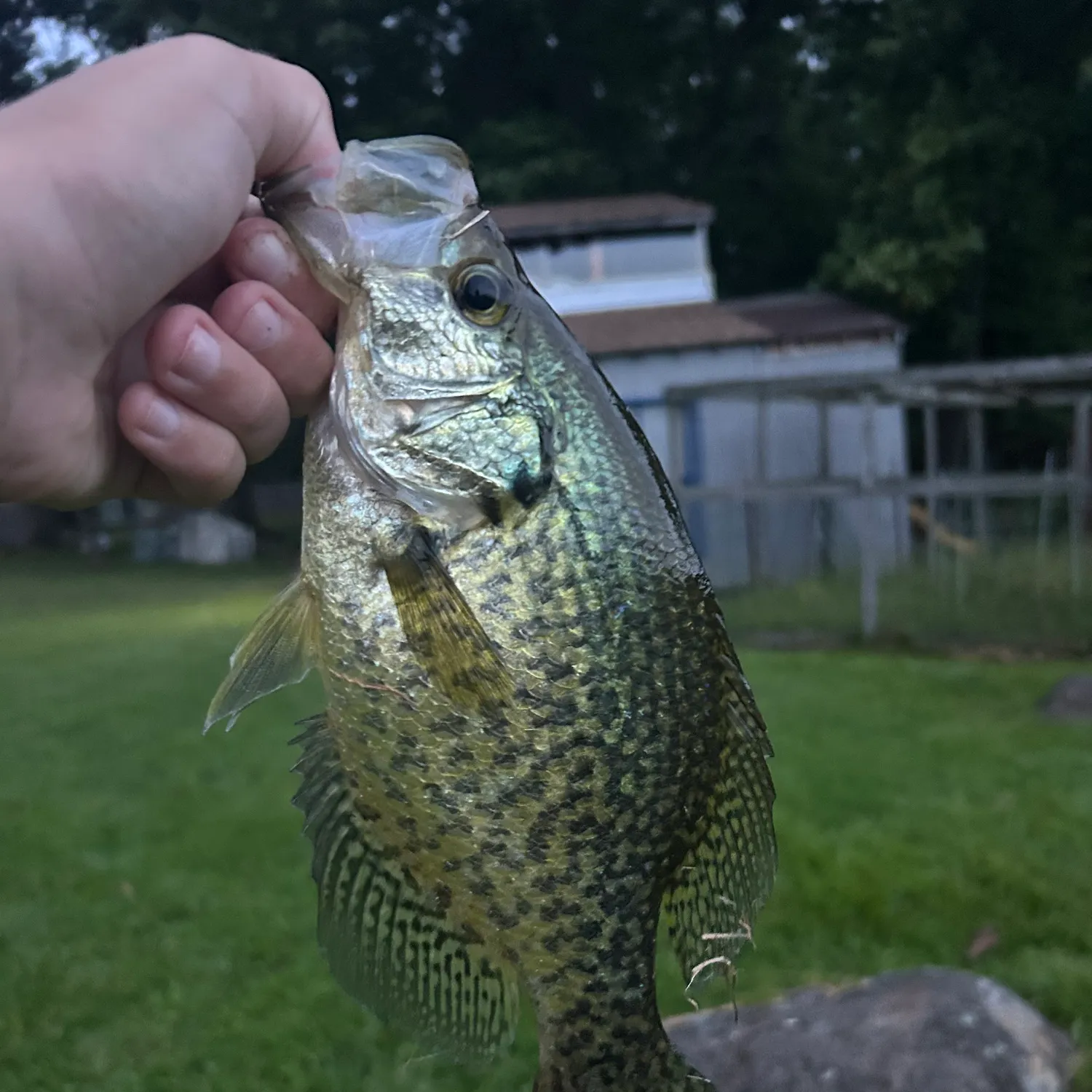 Black crappie caught on Fishbrain