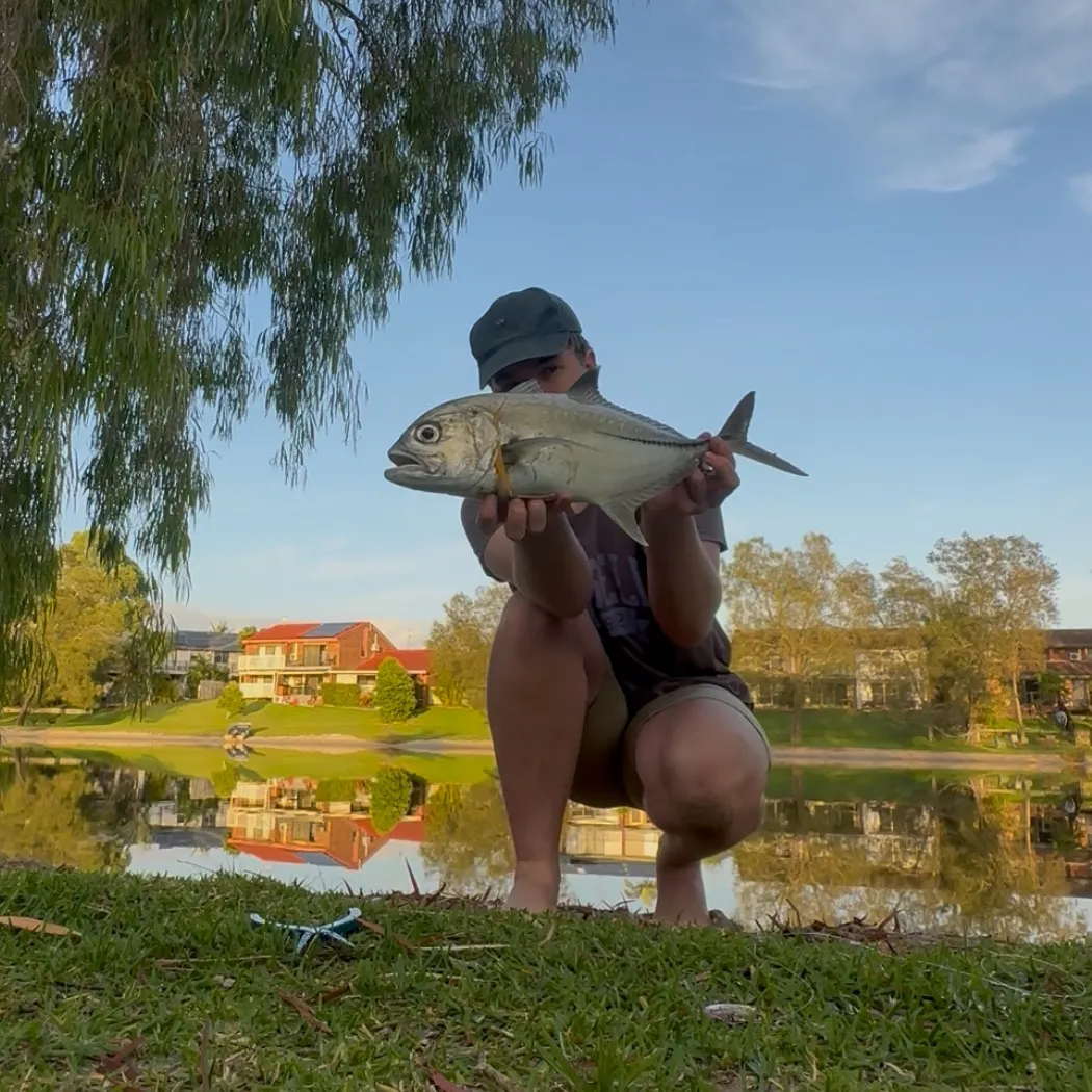 The most recent Bigeye trevally catches on Fishbrain