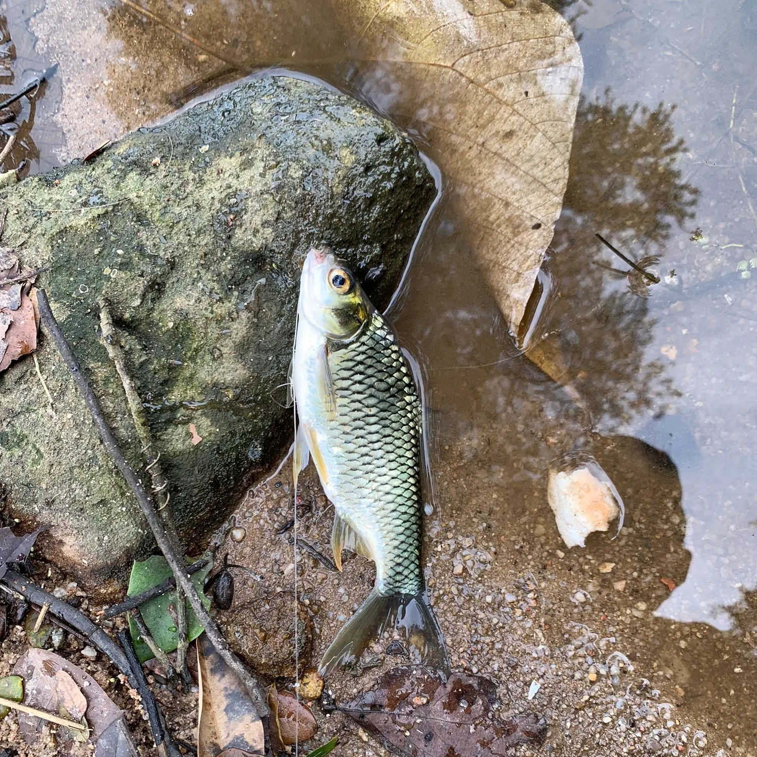 The most recent Java barb catches on Fishbrain