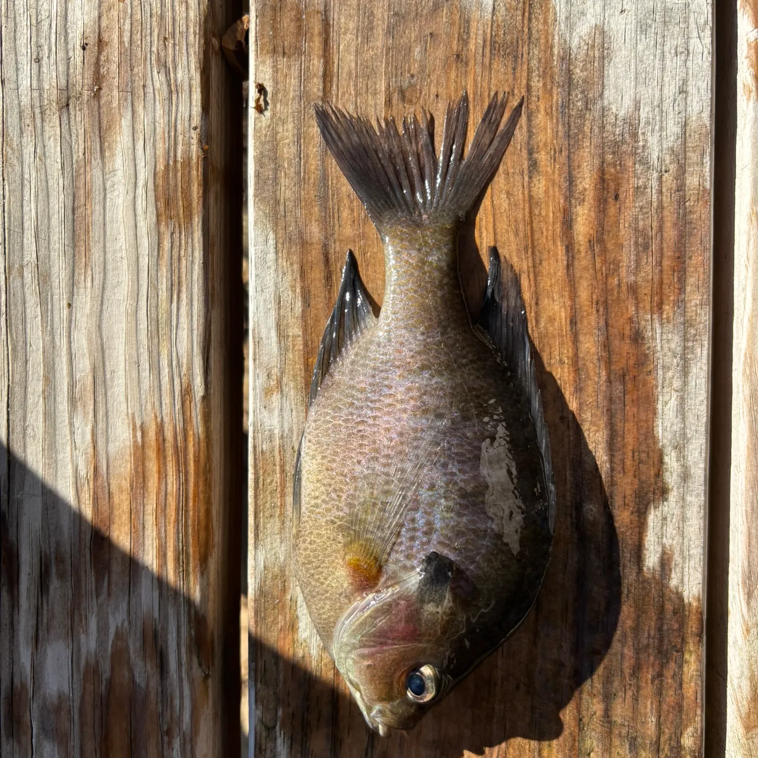 The most recent Bluegill catches on Fishbrain