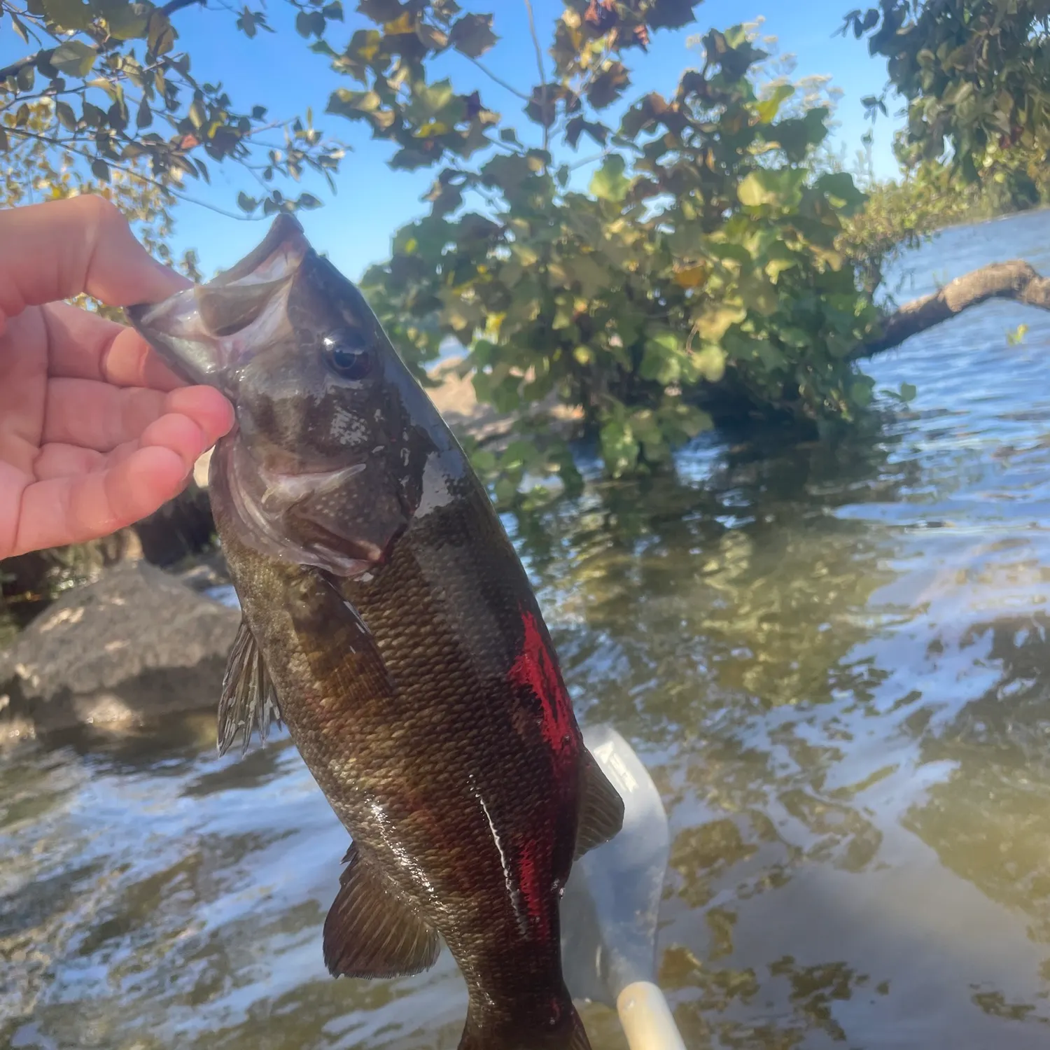 Smallmouth bass caught on Fishbrain