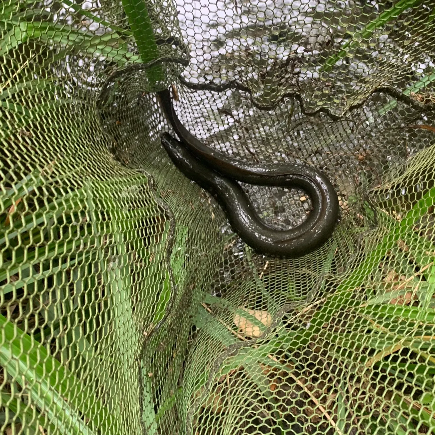 European eel caught on Fishbrain