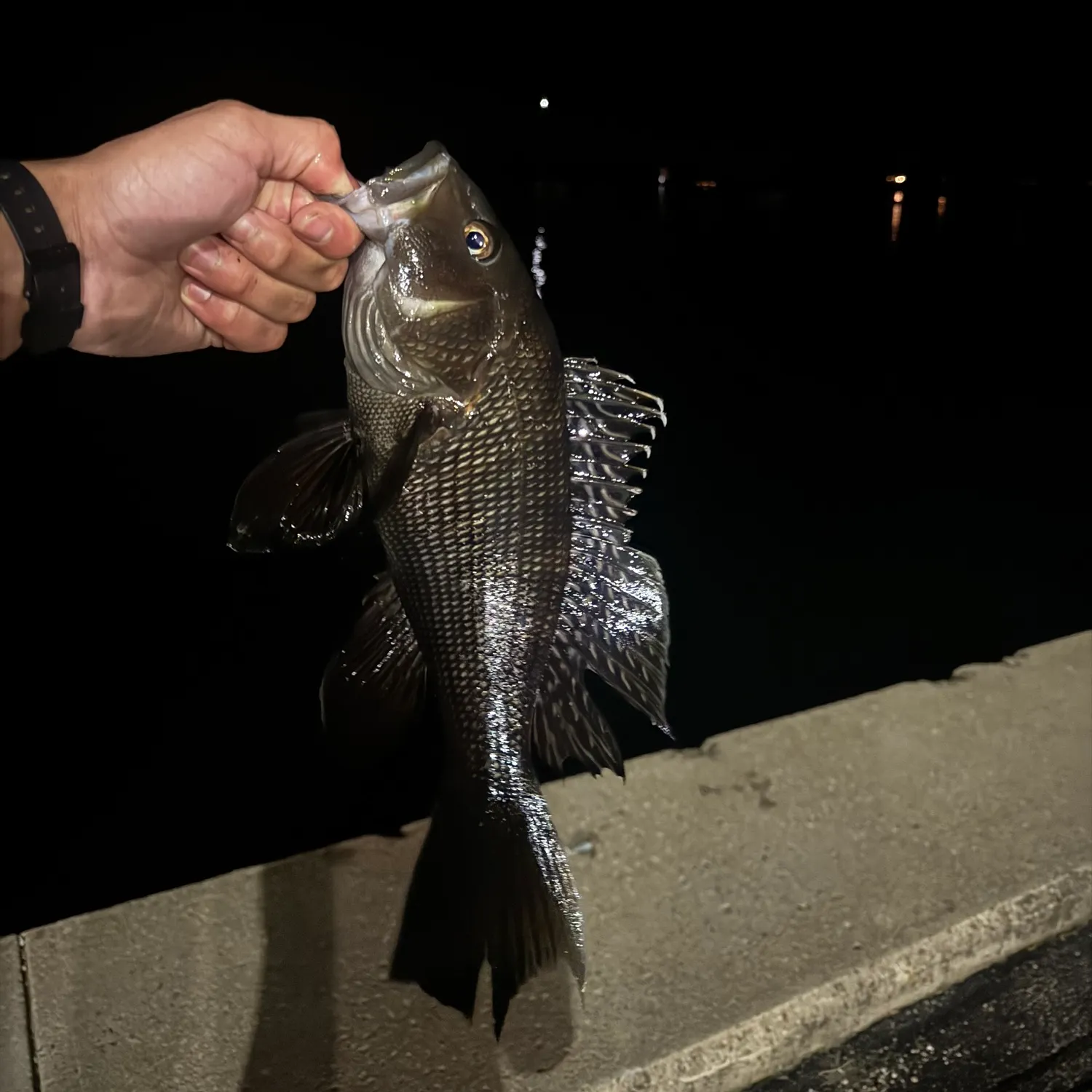 Black sea bass caught on Fishbrain