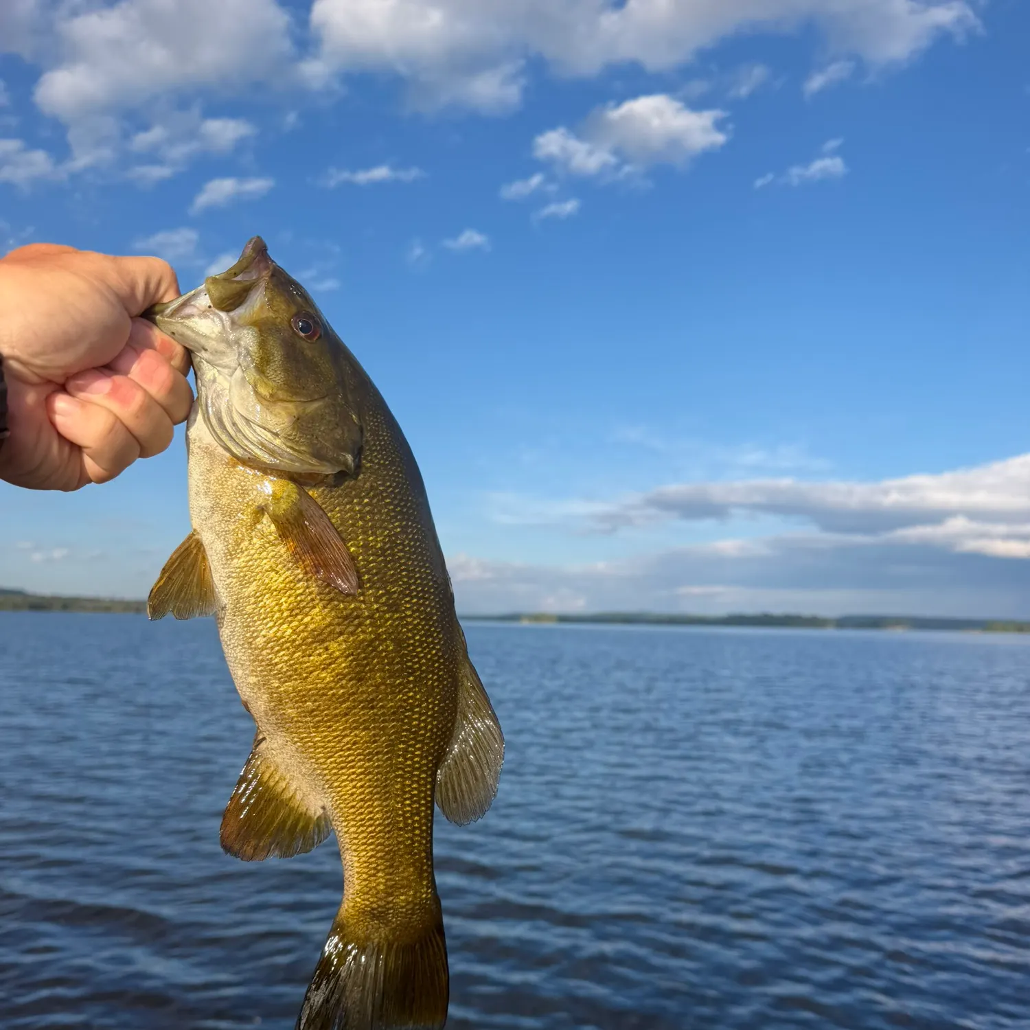 Smallmouth bass caught on Fishbrain