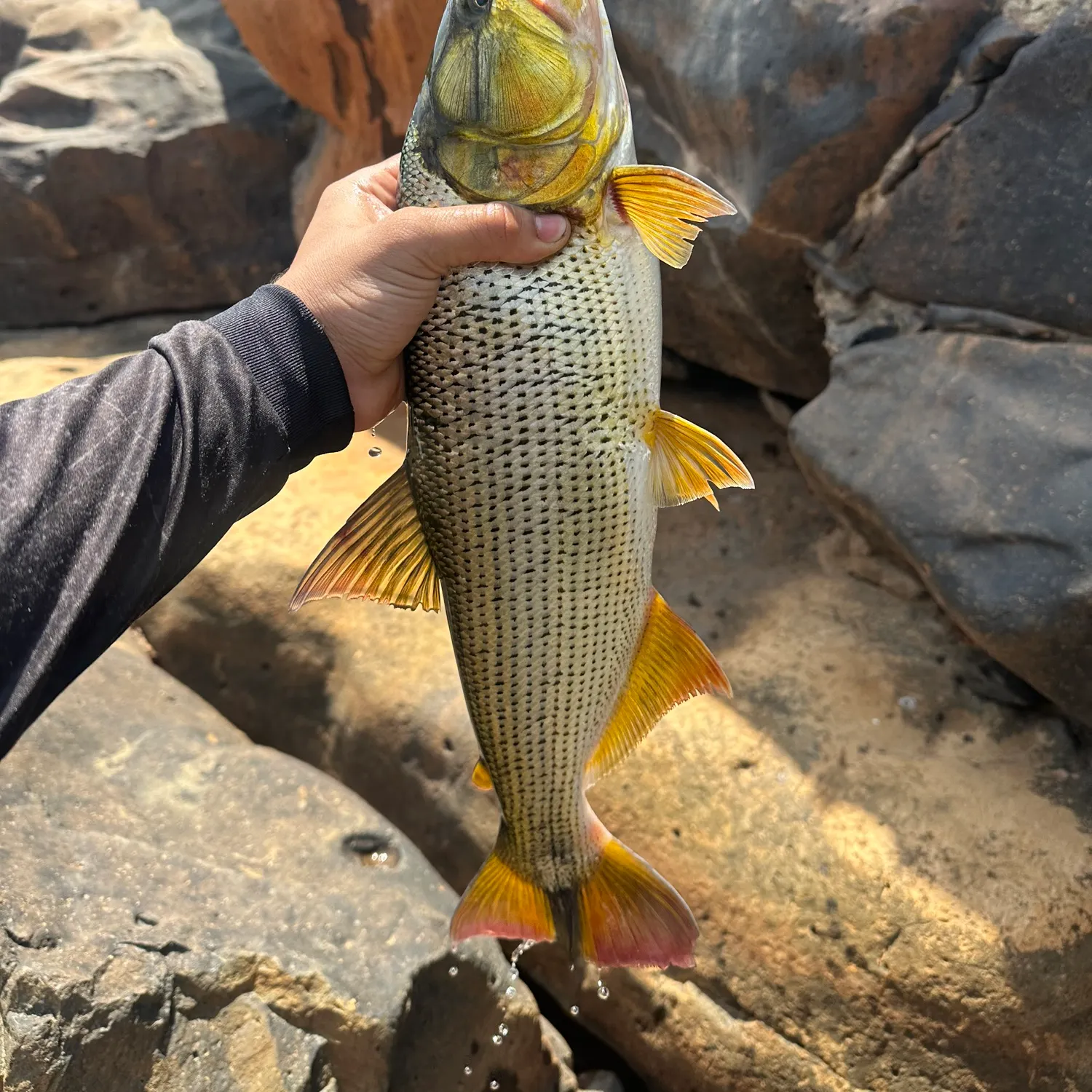 Fish caught on Fishbrain