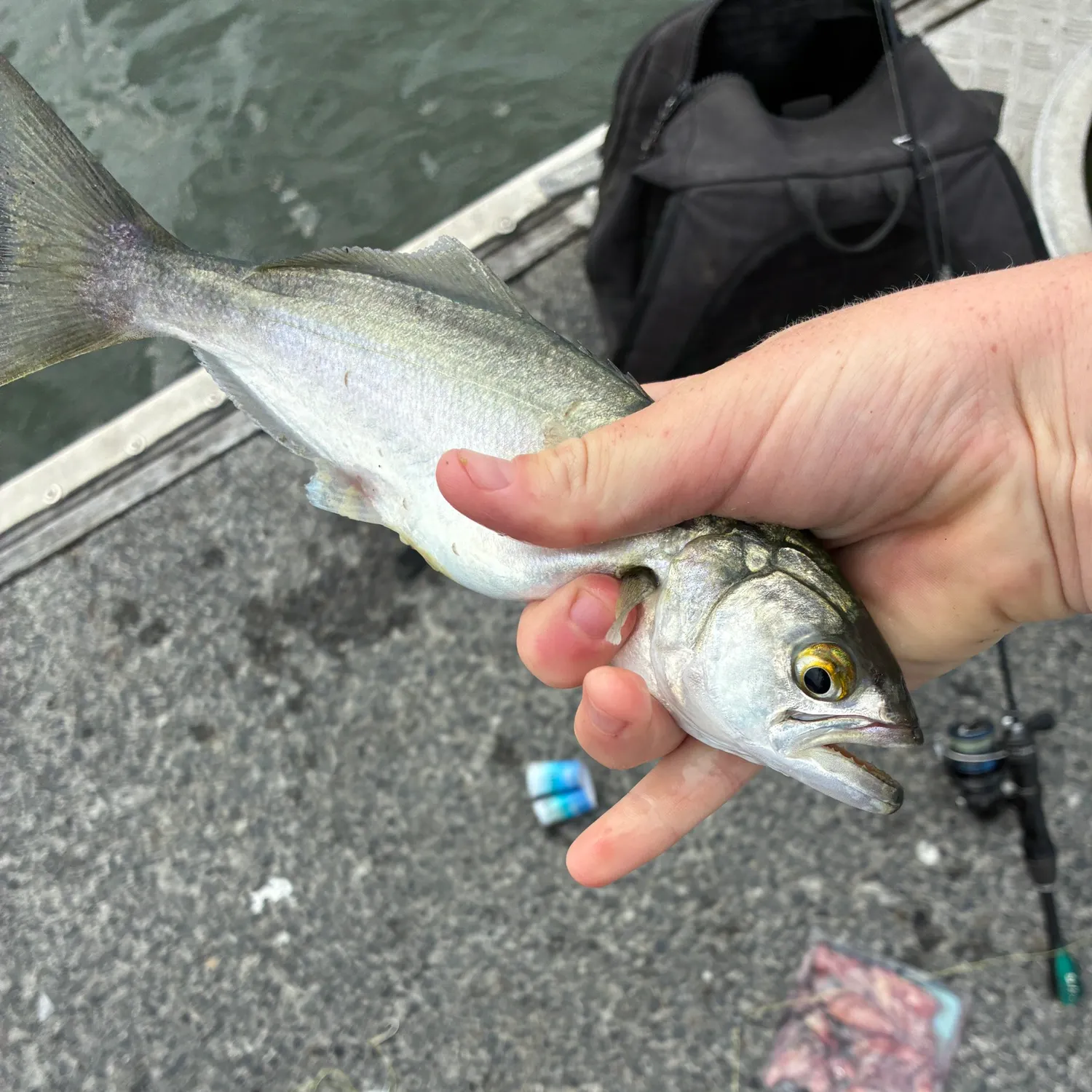 Bluefish caught on Fishbrain