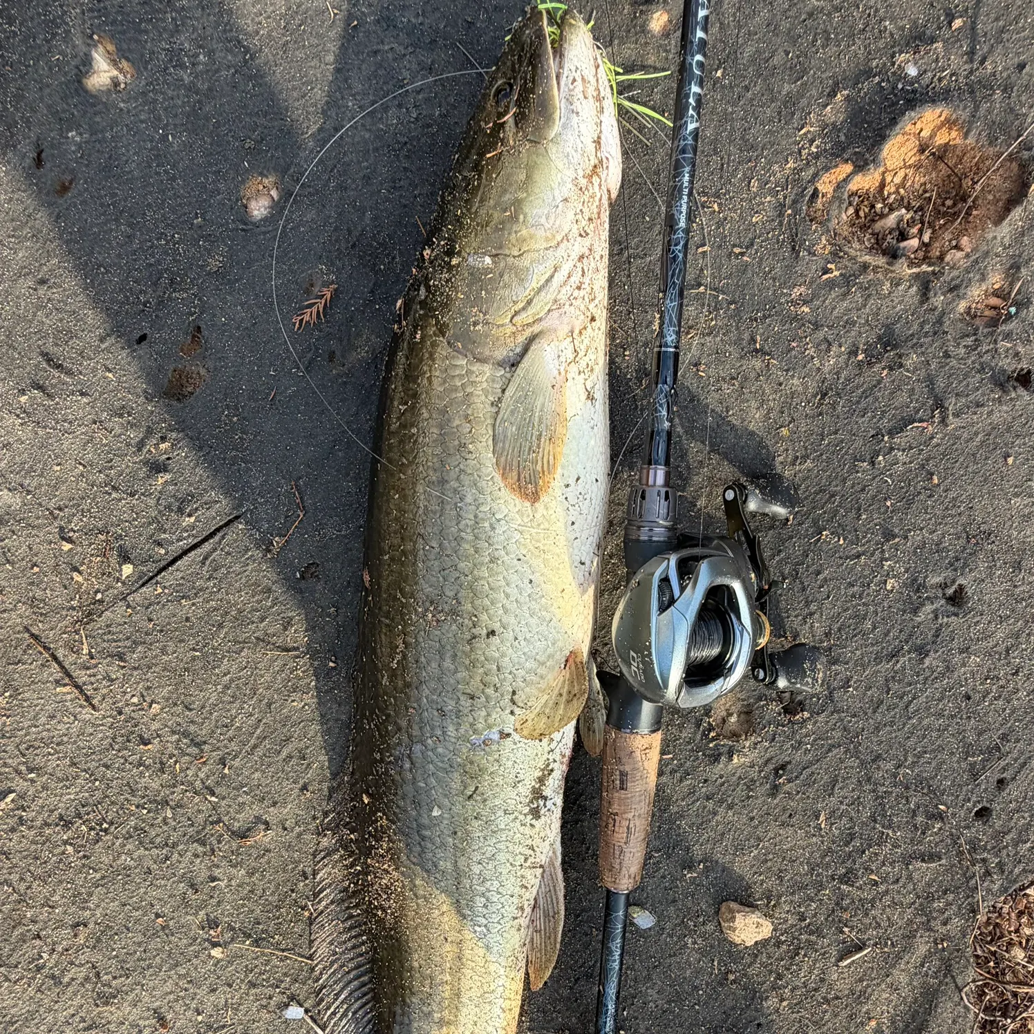 Ruddy bowfin caught on Fishbrain