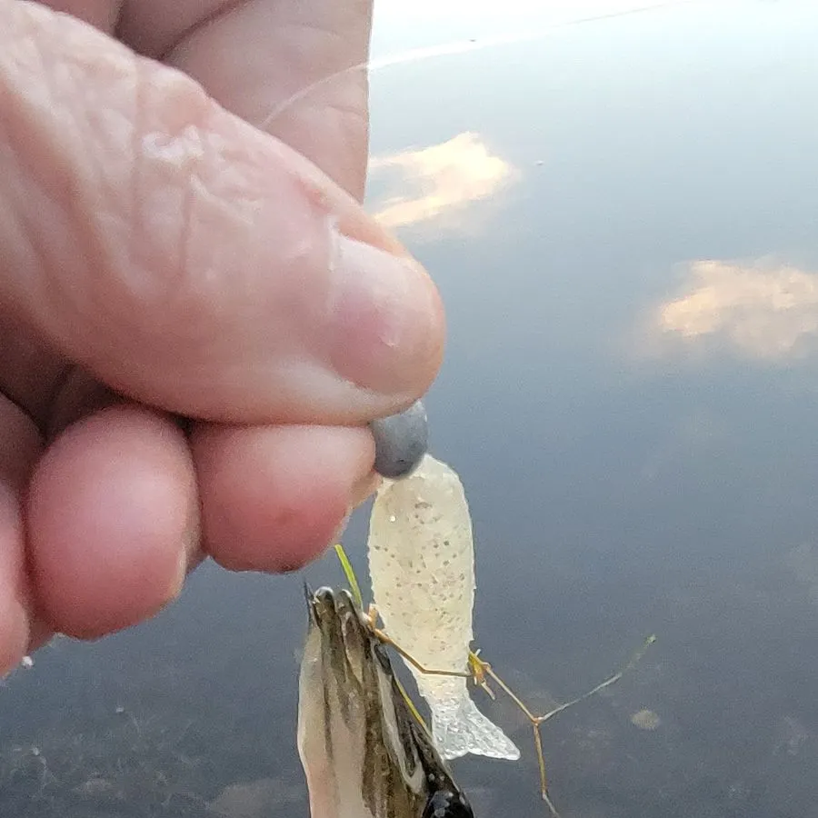 Chain pickerel caught on Fishbrain