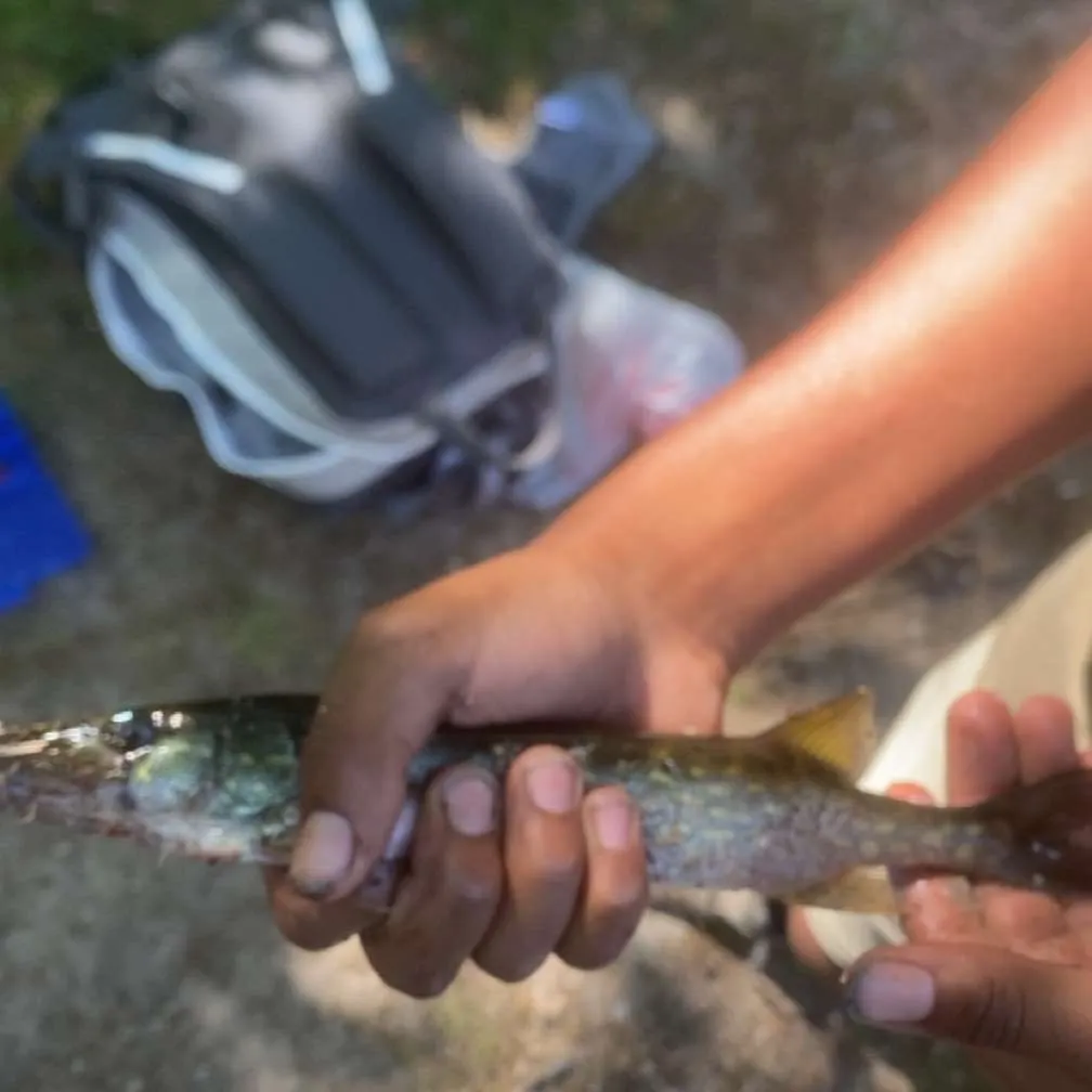 The most recent Redfin pickerel catches on Fishbrain