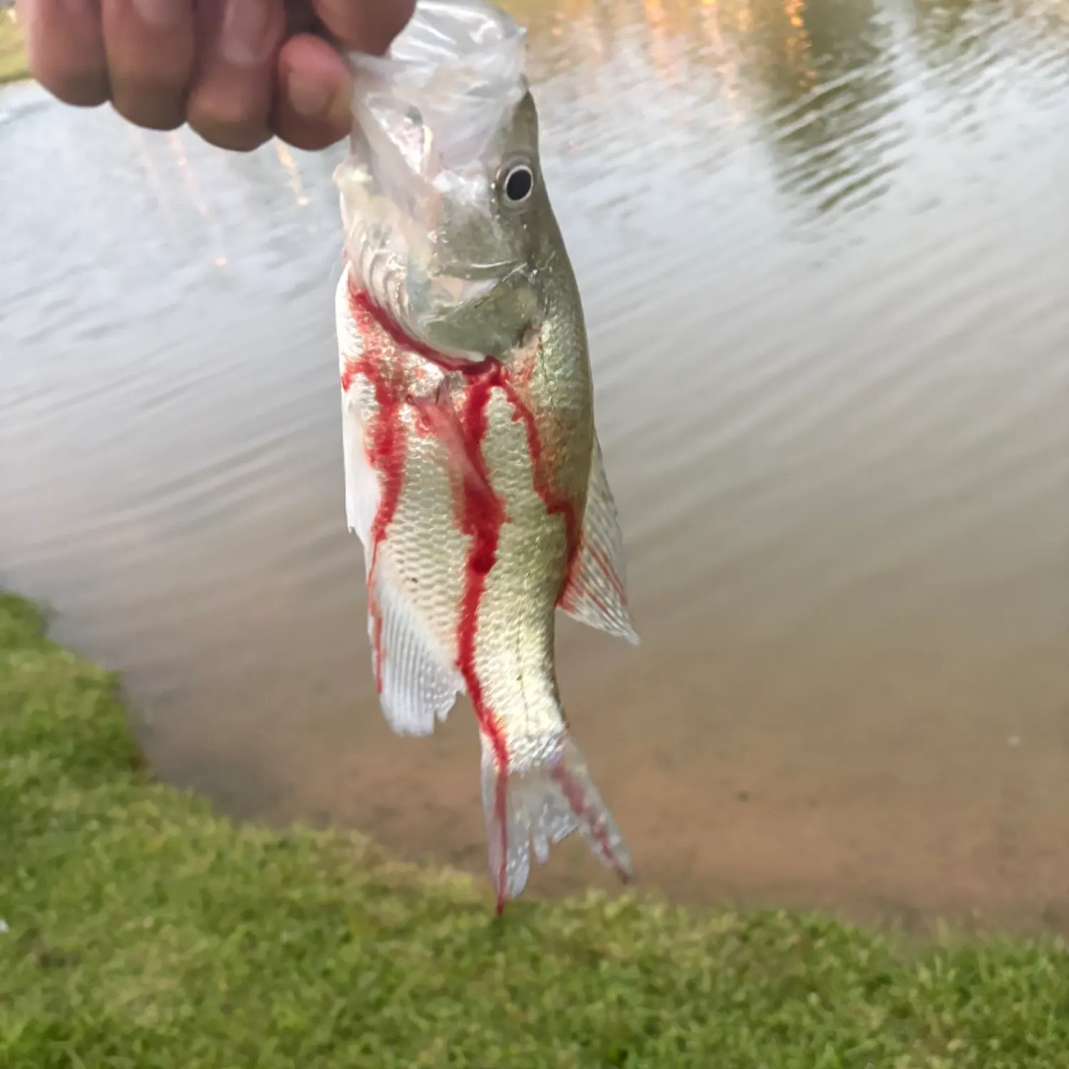 White crappie caught on Fishbrain