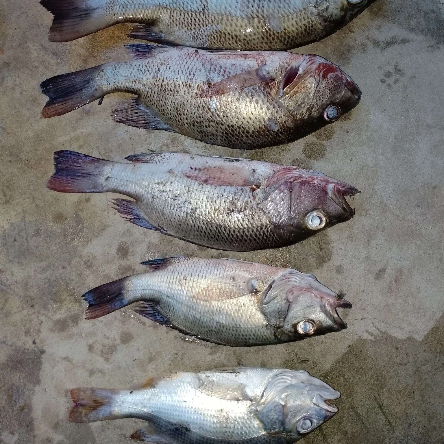 recently logged catches